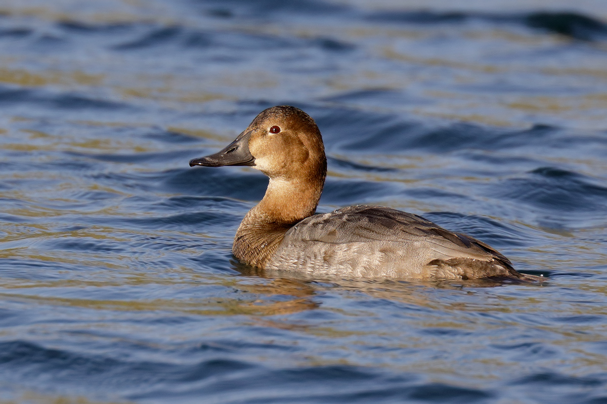 pochard