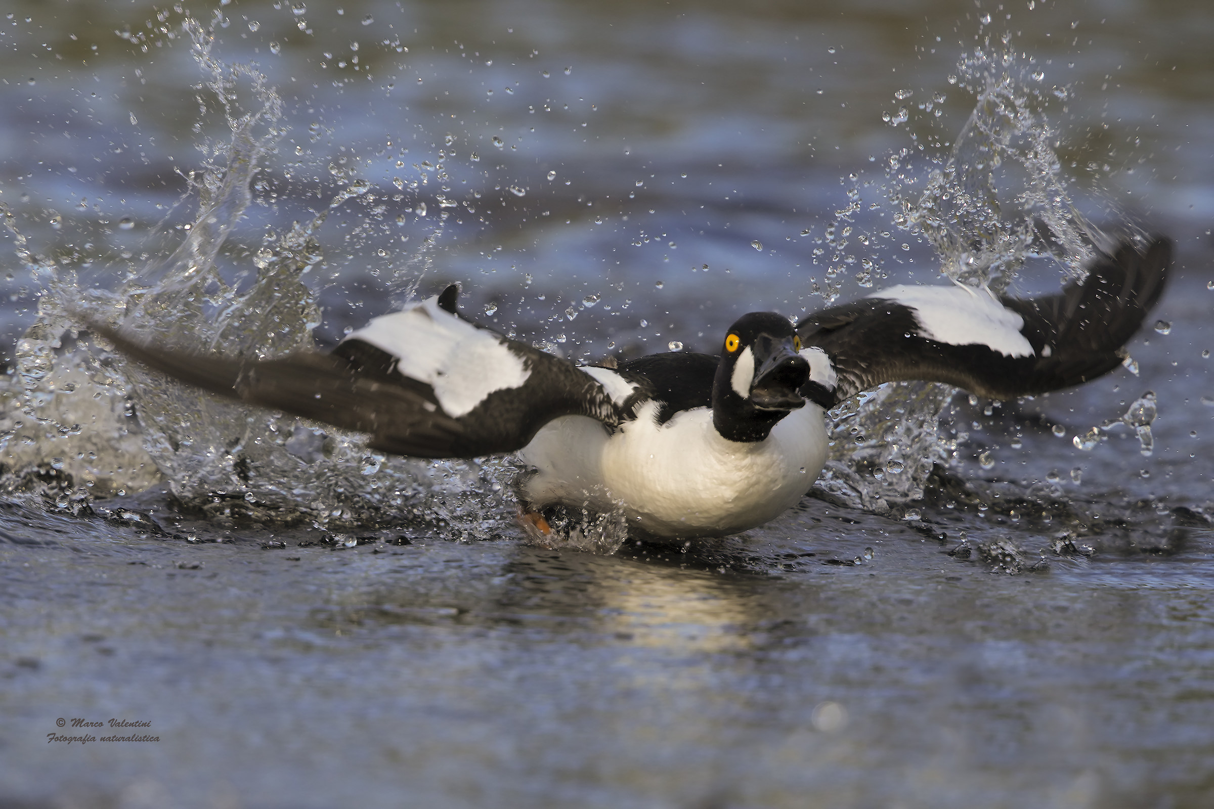 The fury of the goldeneye