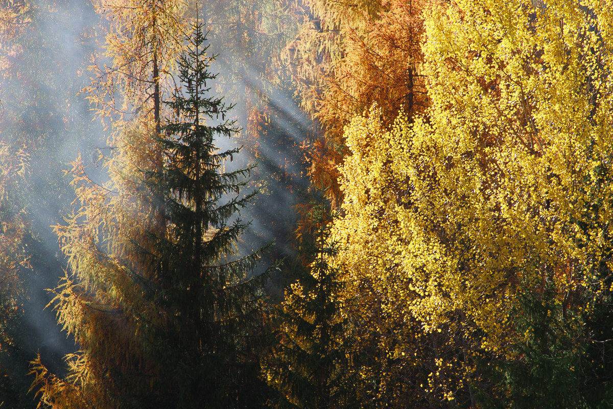 Il respiro del bosco ...
