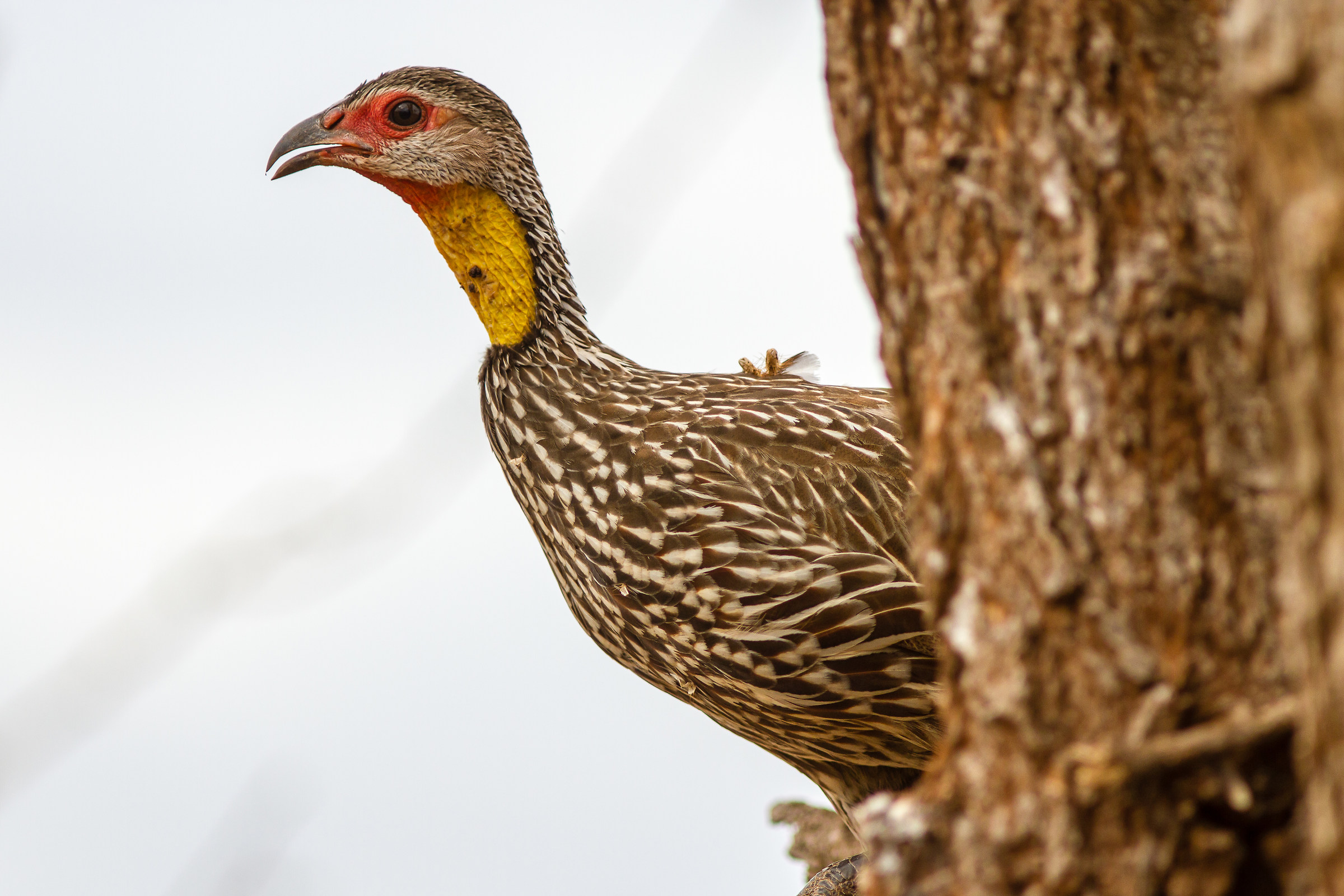 Francolino (waiting for Jim and Nancy)