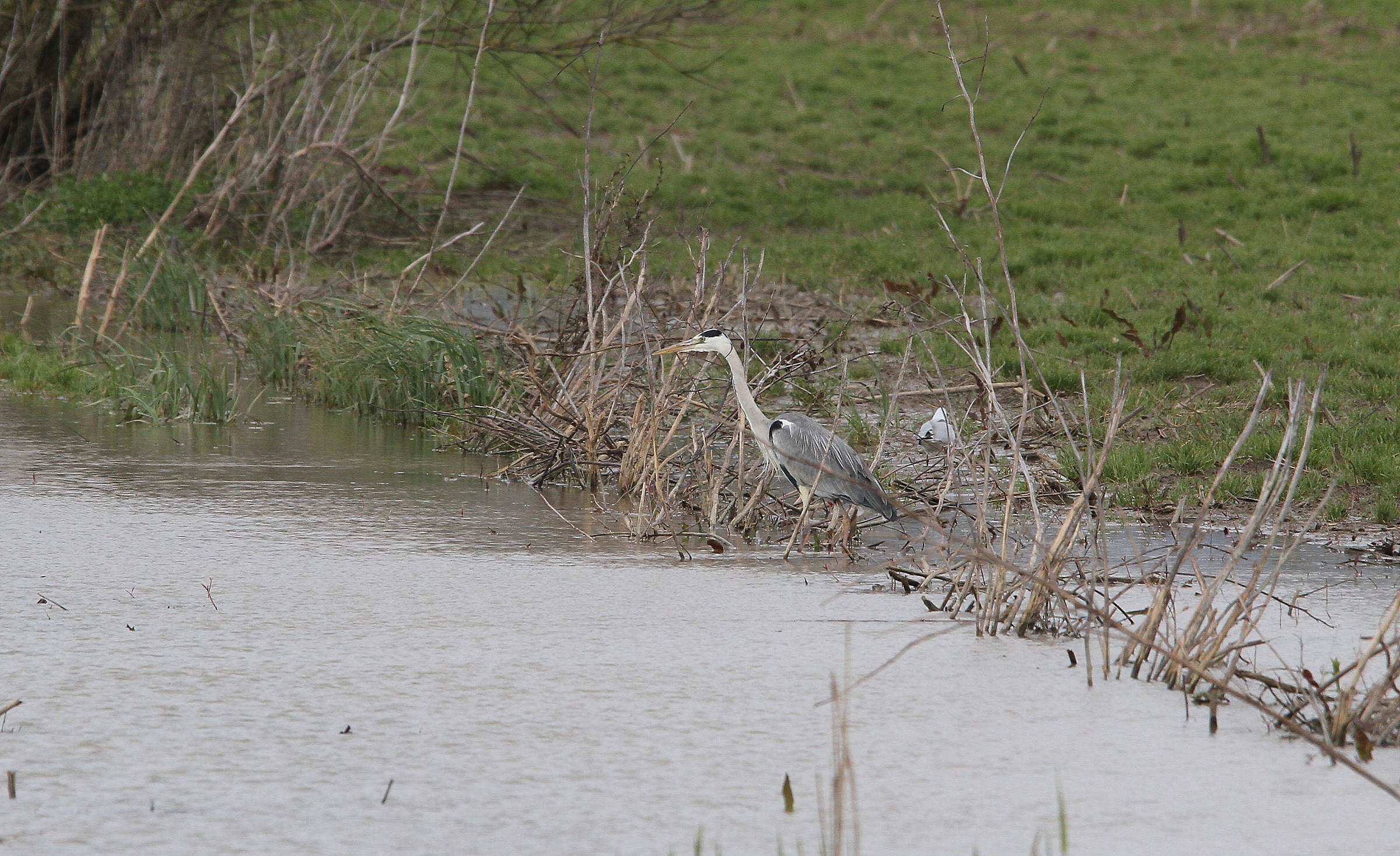 airone cinerino maschio