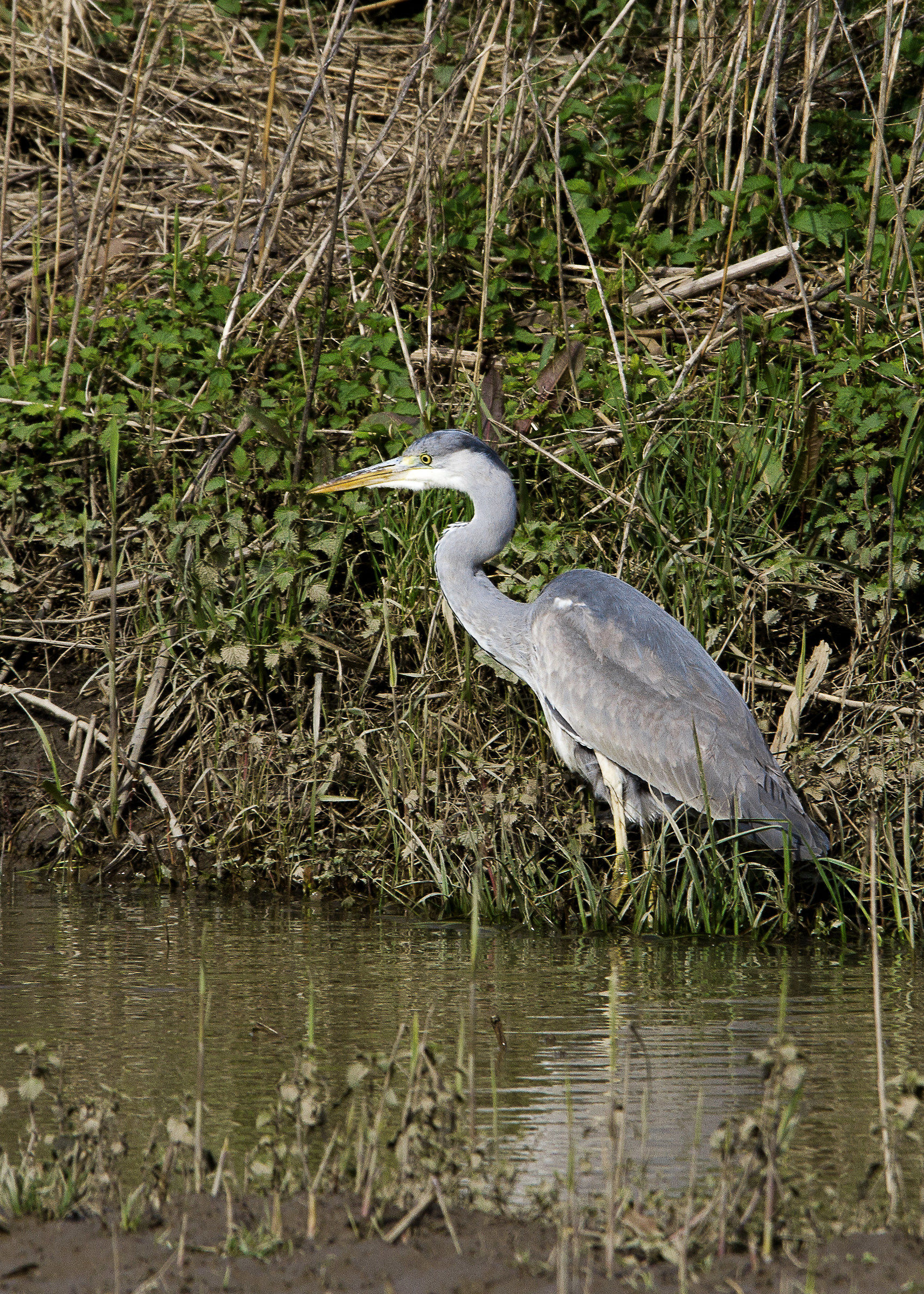airone cinerino femm.
