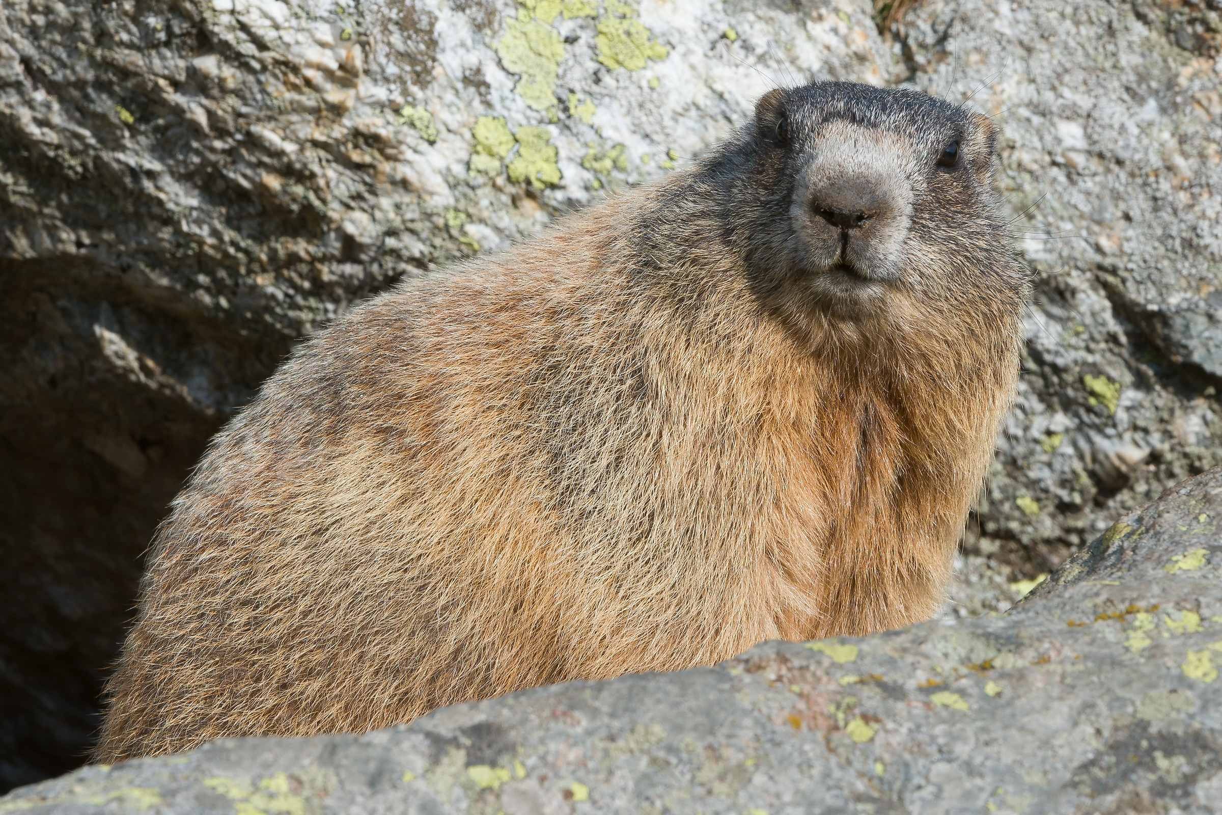 You have accidentally said I'm fat?