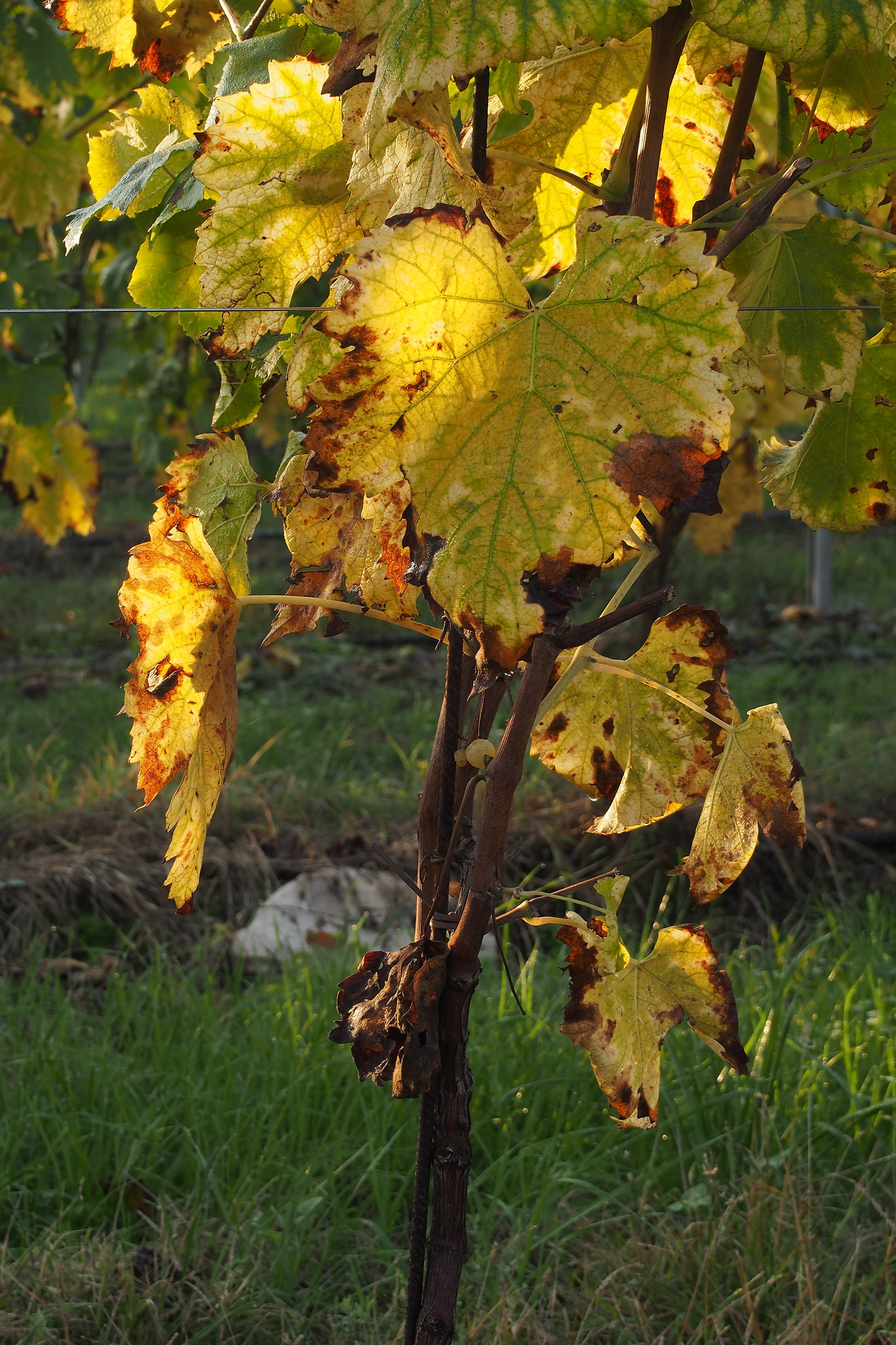 Autunno - Vite del Custoza