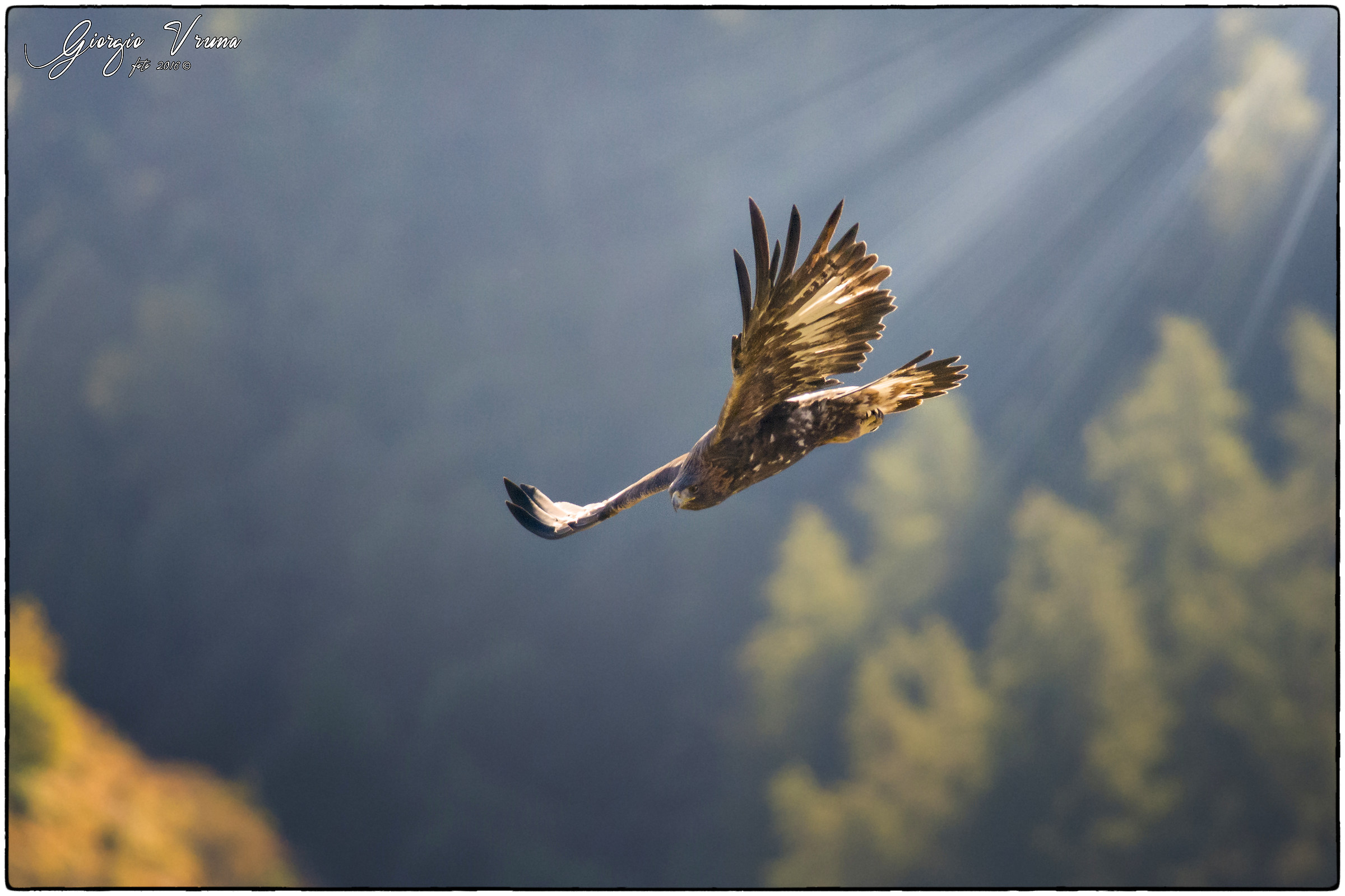 Golden Eagle (Eagle)