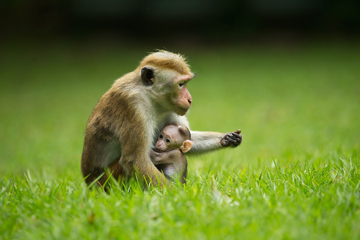 Macaca sinica (Toque macaco) - Sri Lanka