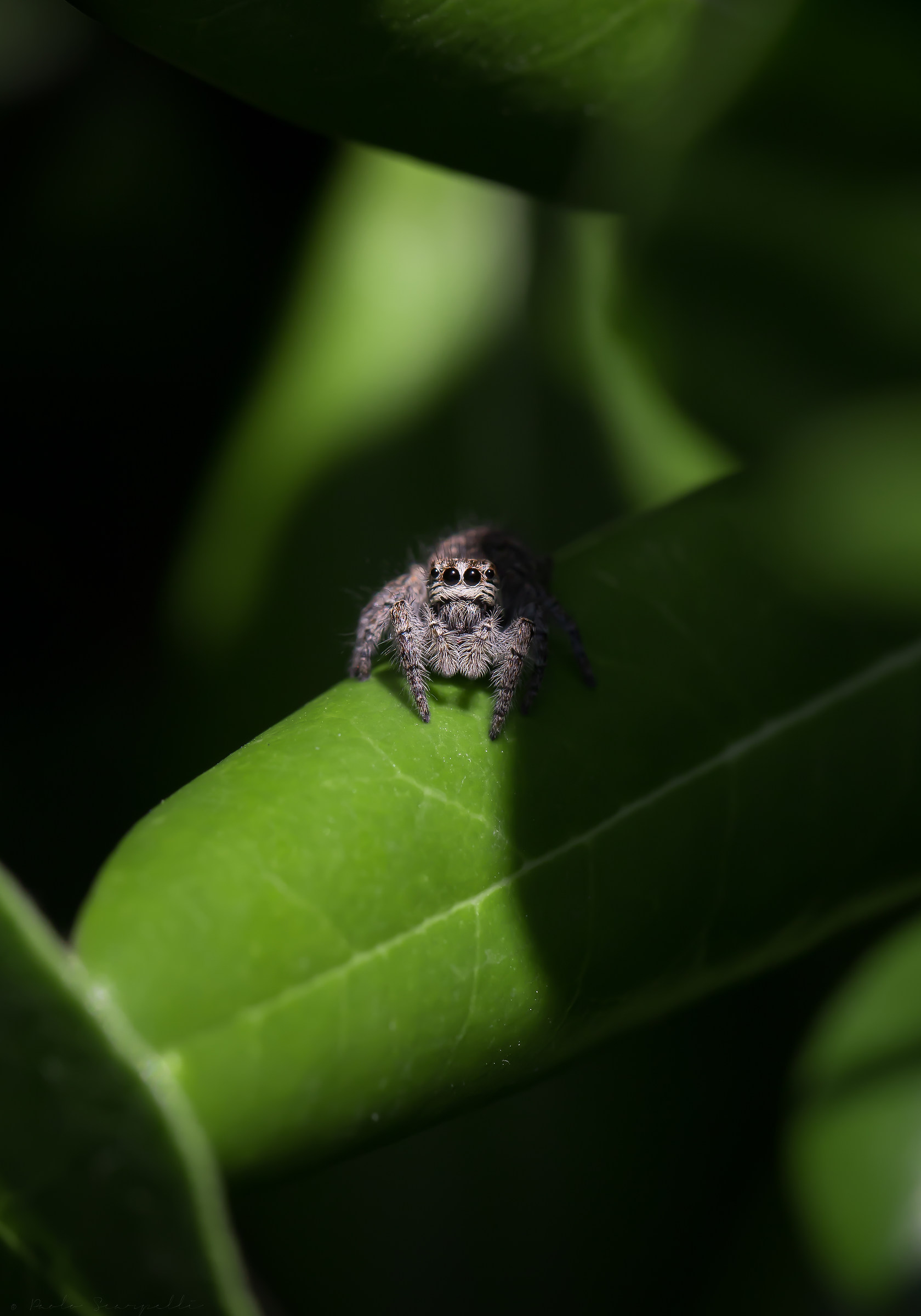 Philaeus chrysops - sissy