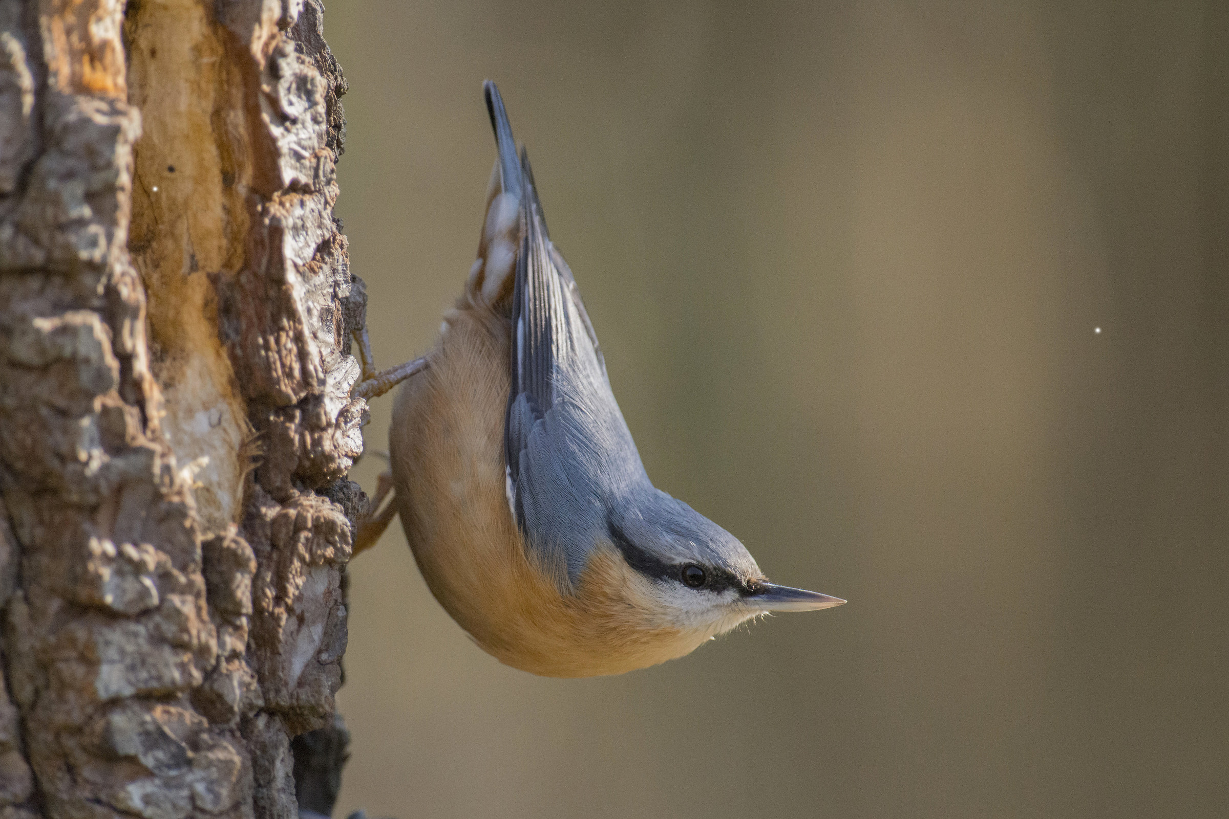 nuthatch