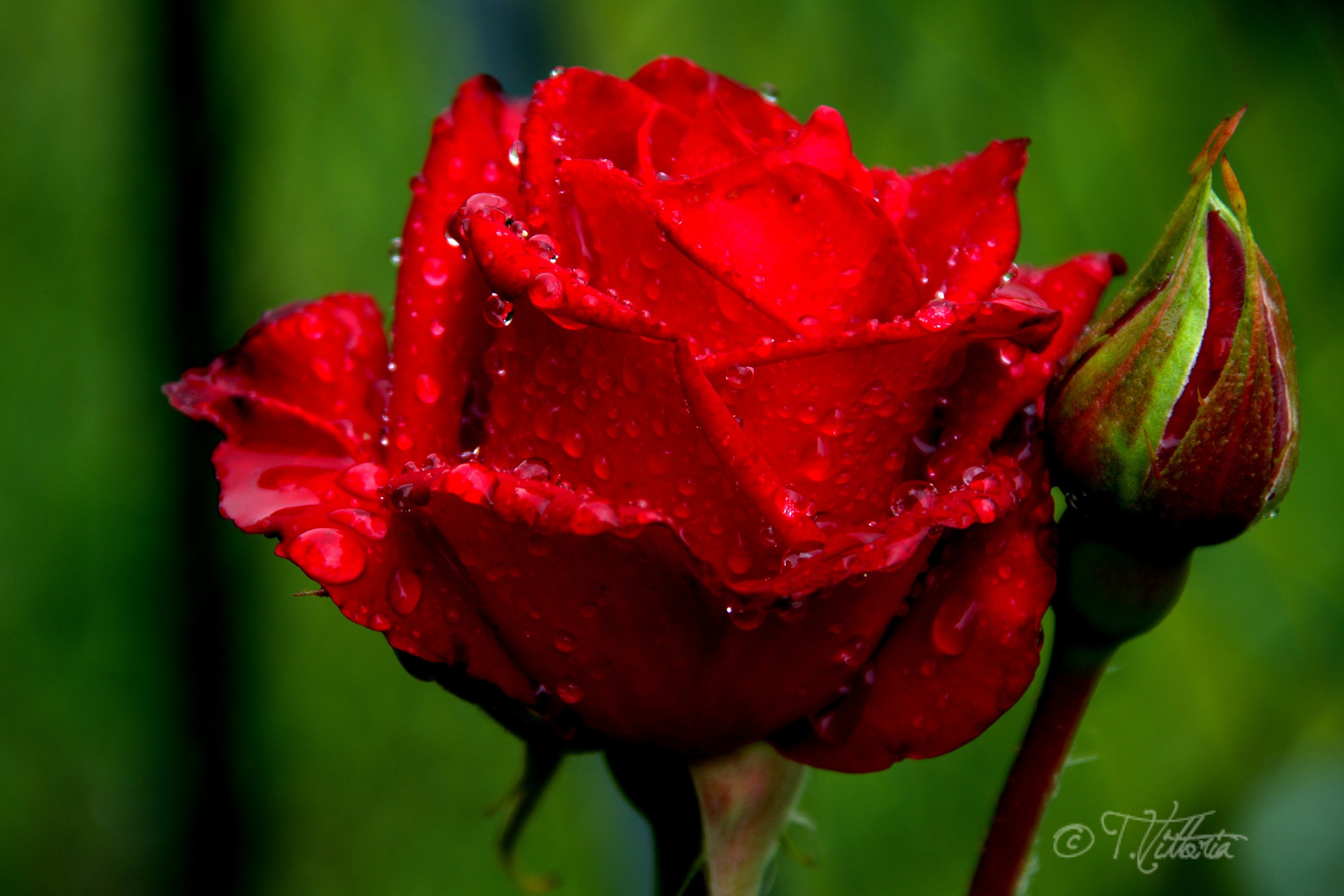 Red Rose