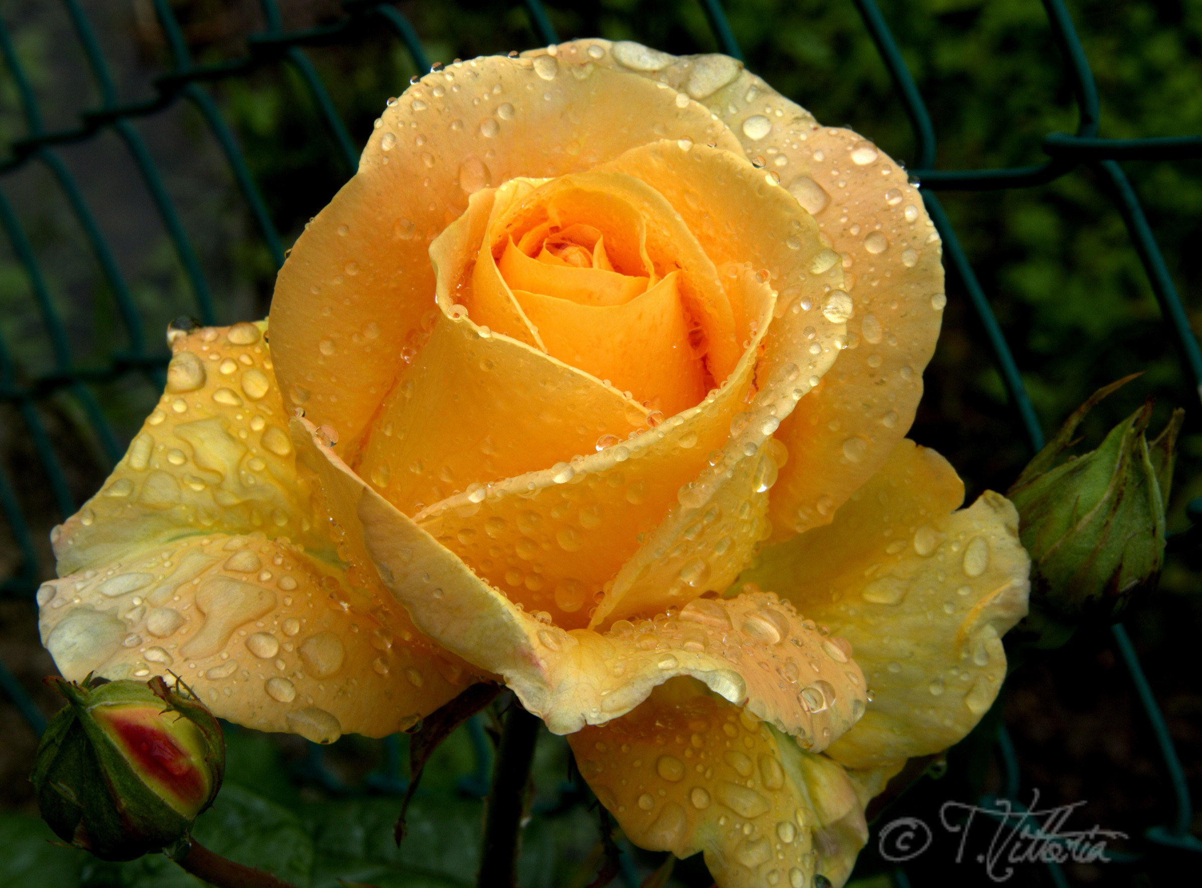 Yellow Rose