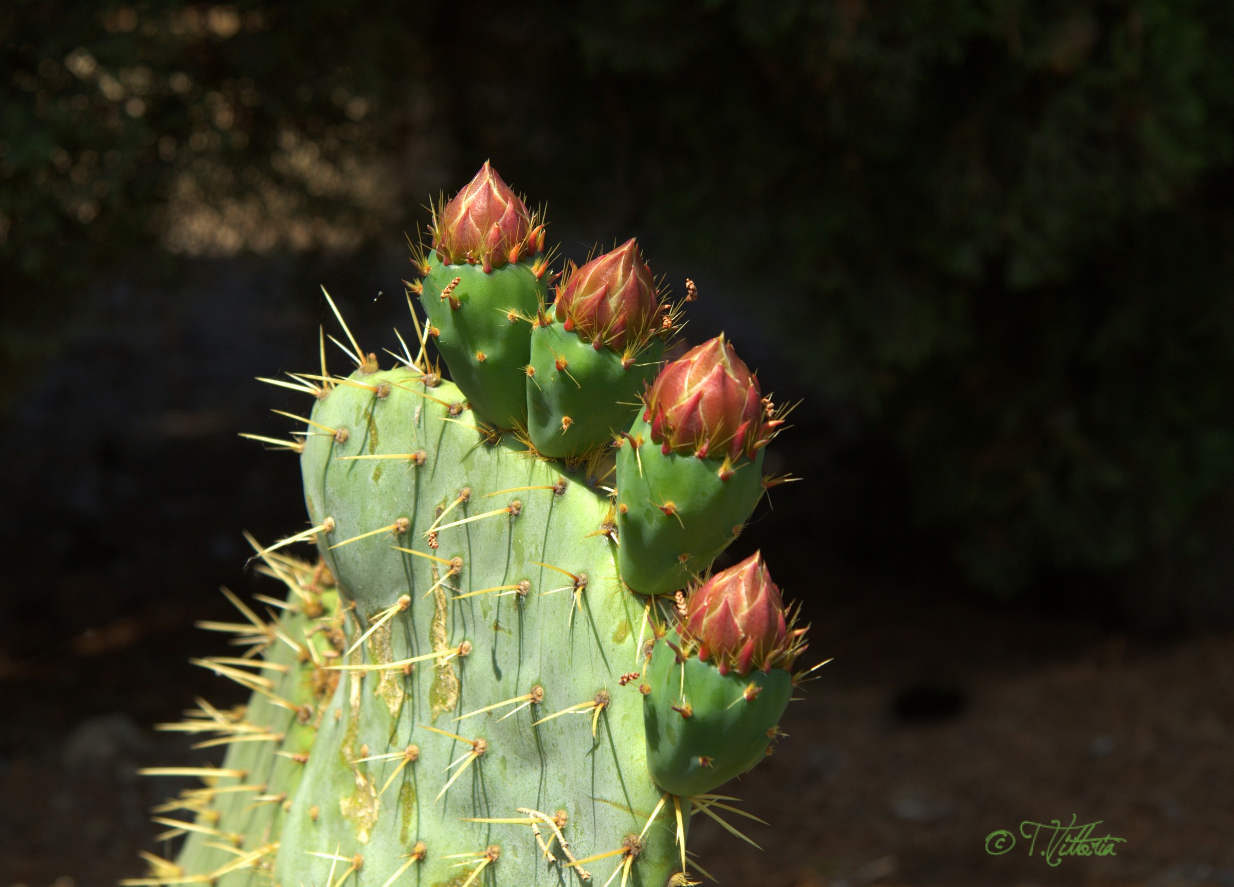 Flower of cactus Opuntia