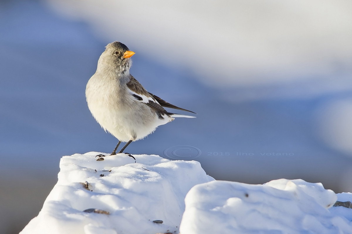 Snow finch (Nontifringilla nivalis)