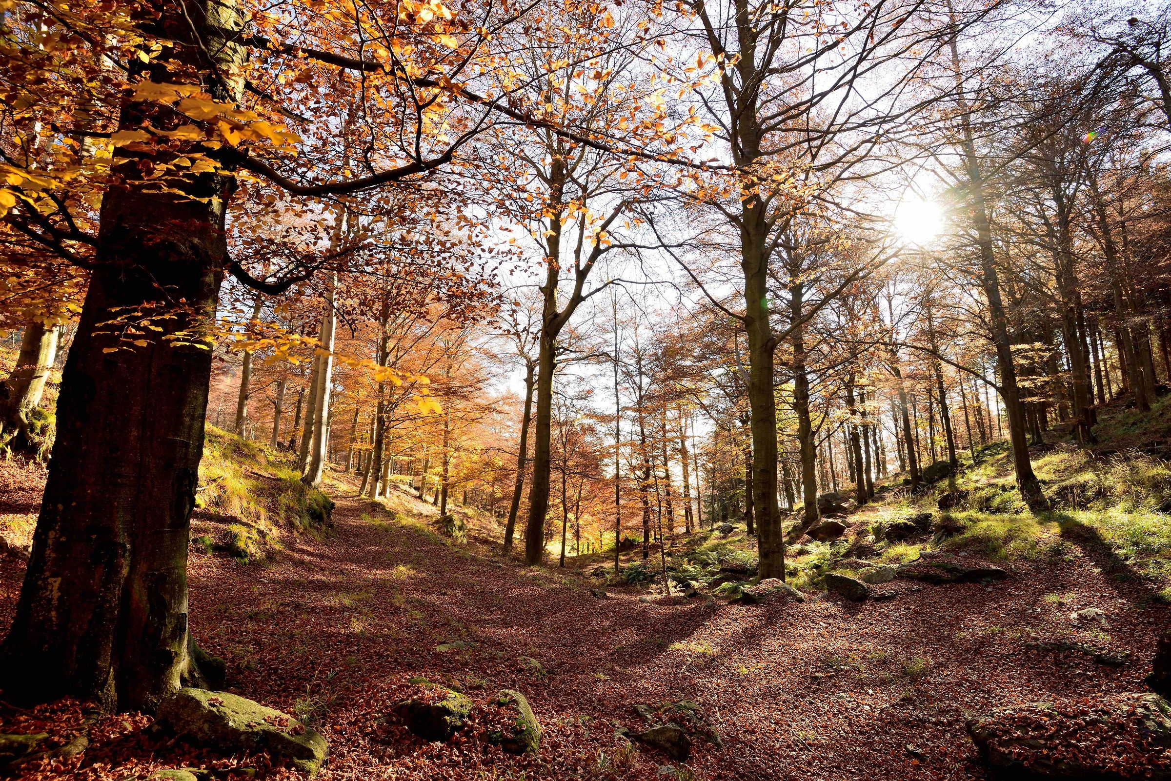 reflections in the enchanted forest