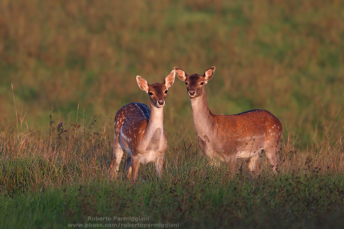Double deer at sunset