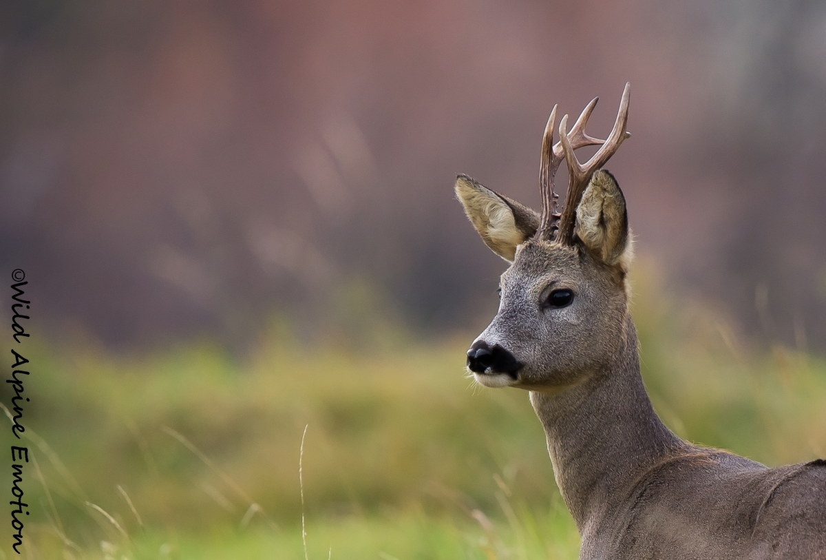 The sweetness of venison