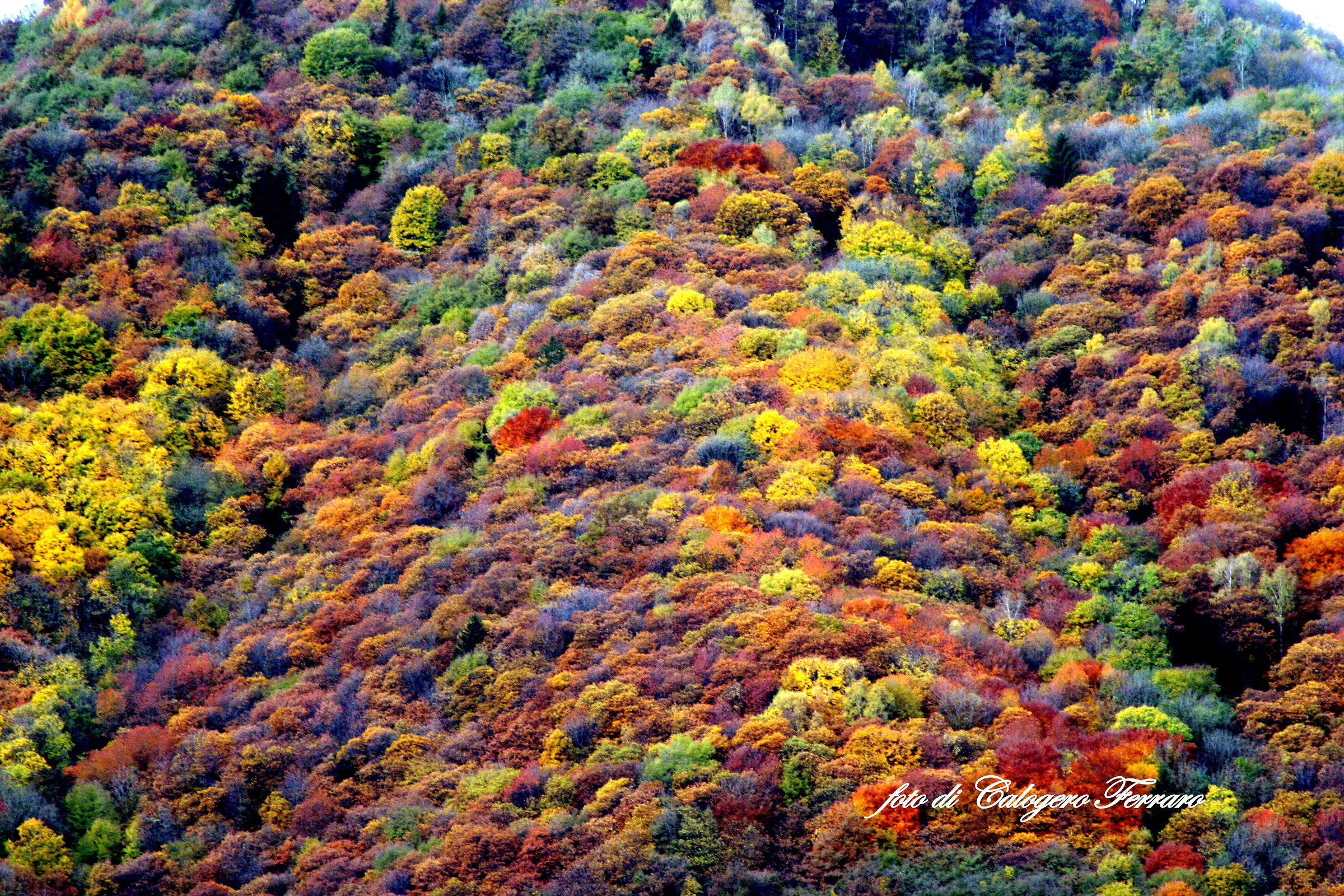 autunnali2016 colors