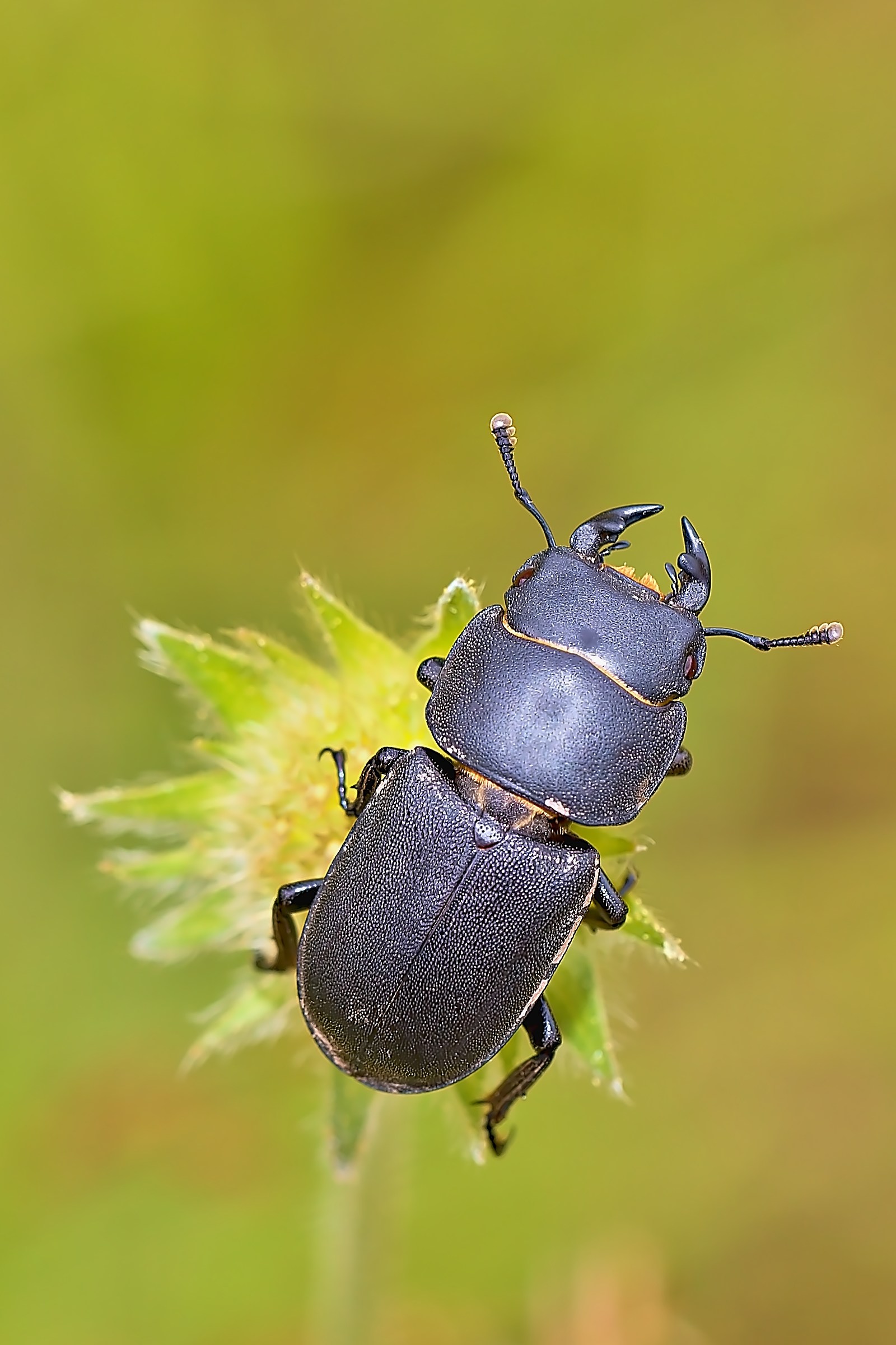 Dorcus parallelipipedus
