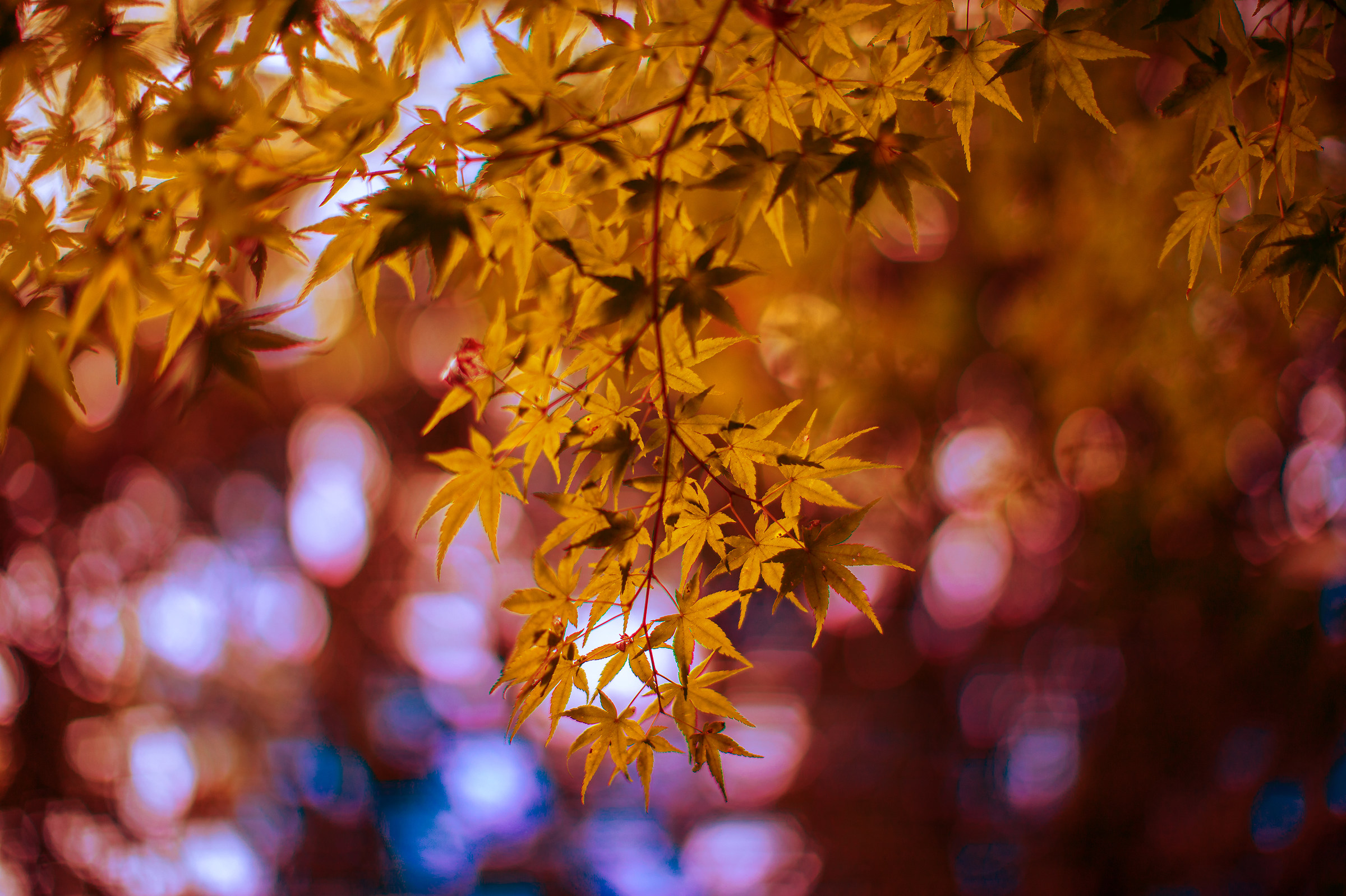 La magia del 50mm f/1,2