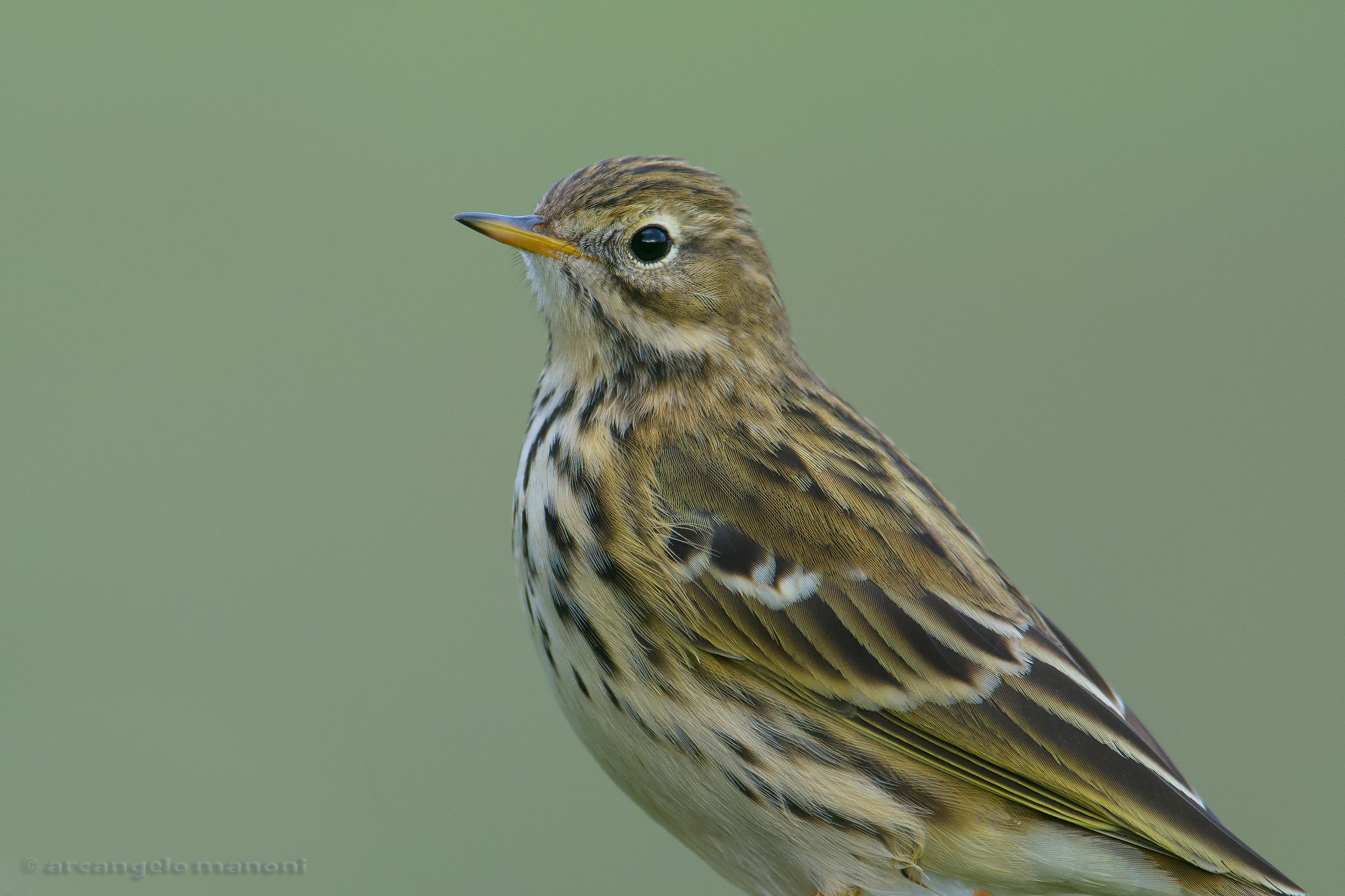ritratto alla pispola