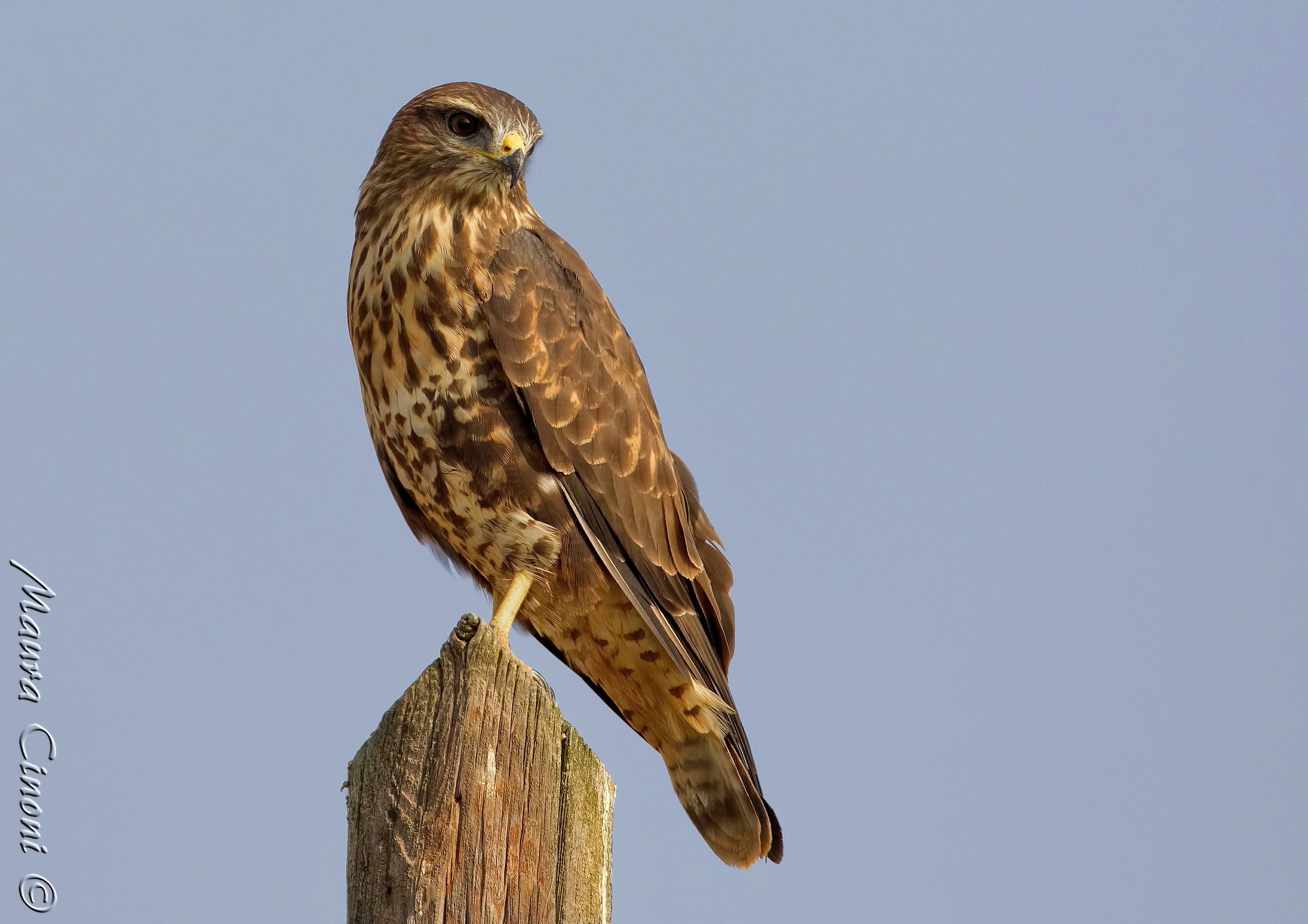Buzzard in paddy field
