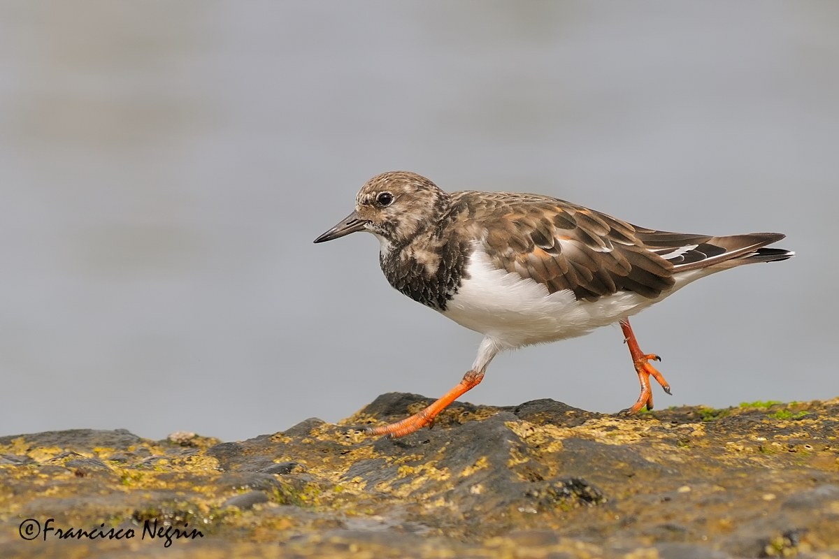 The runner. ( Turnstone, Arenaria interpres )