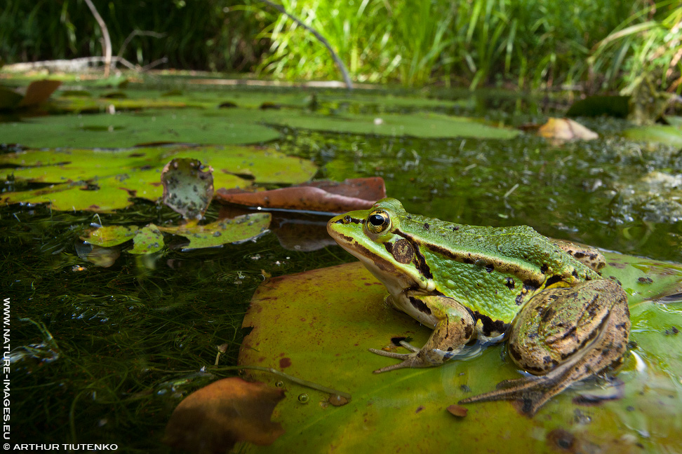 Pool Frog