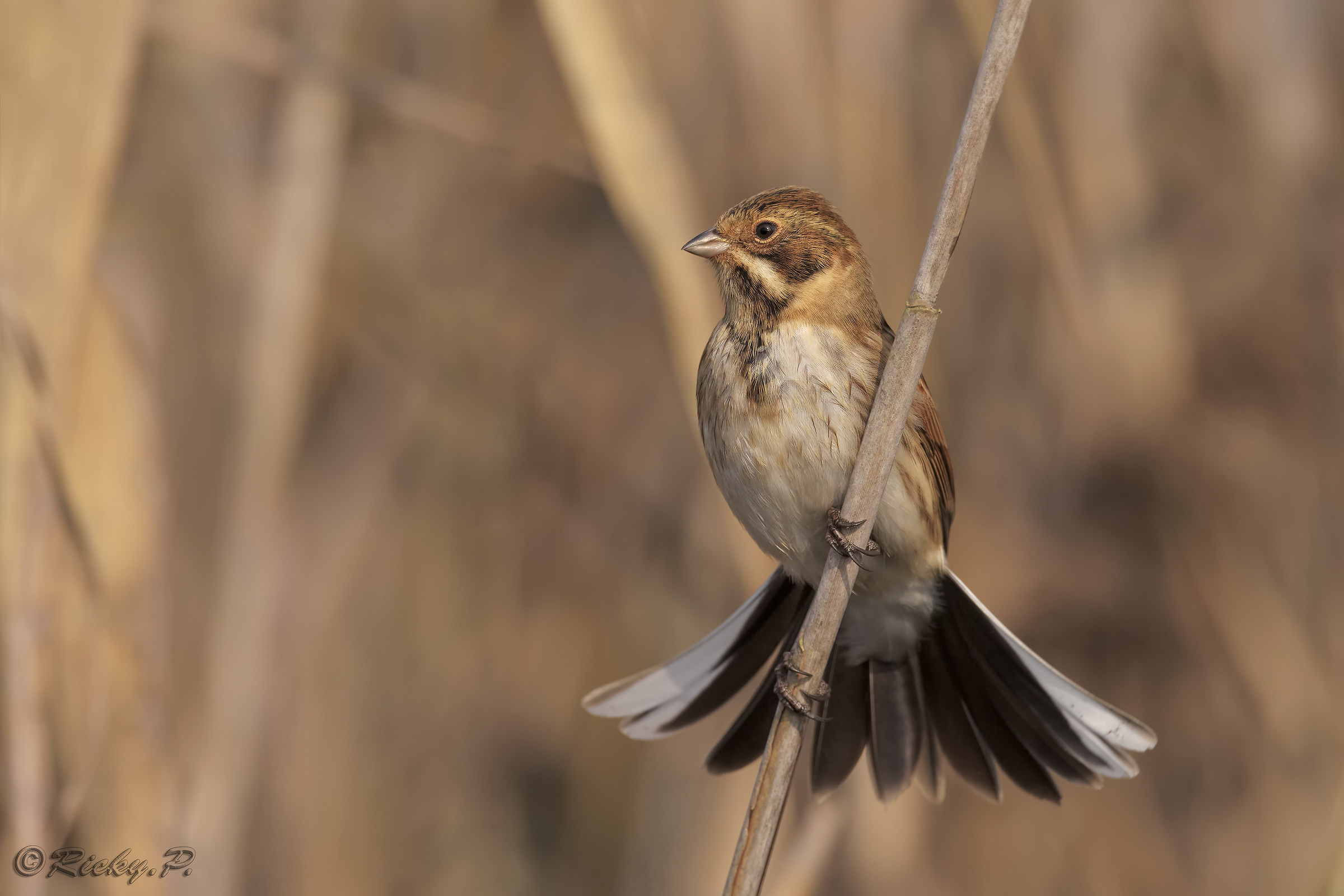 Migliarino di palude