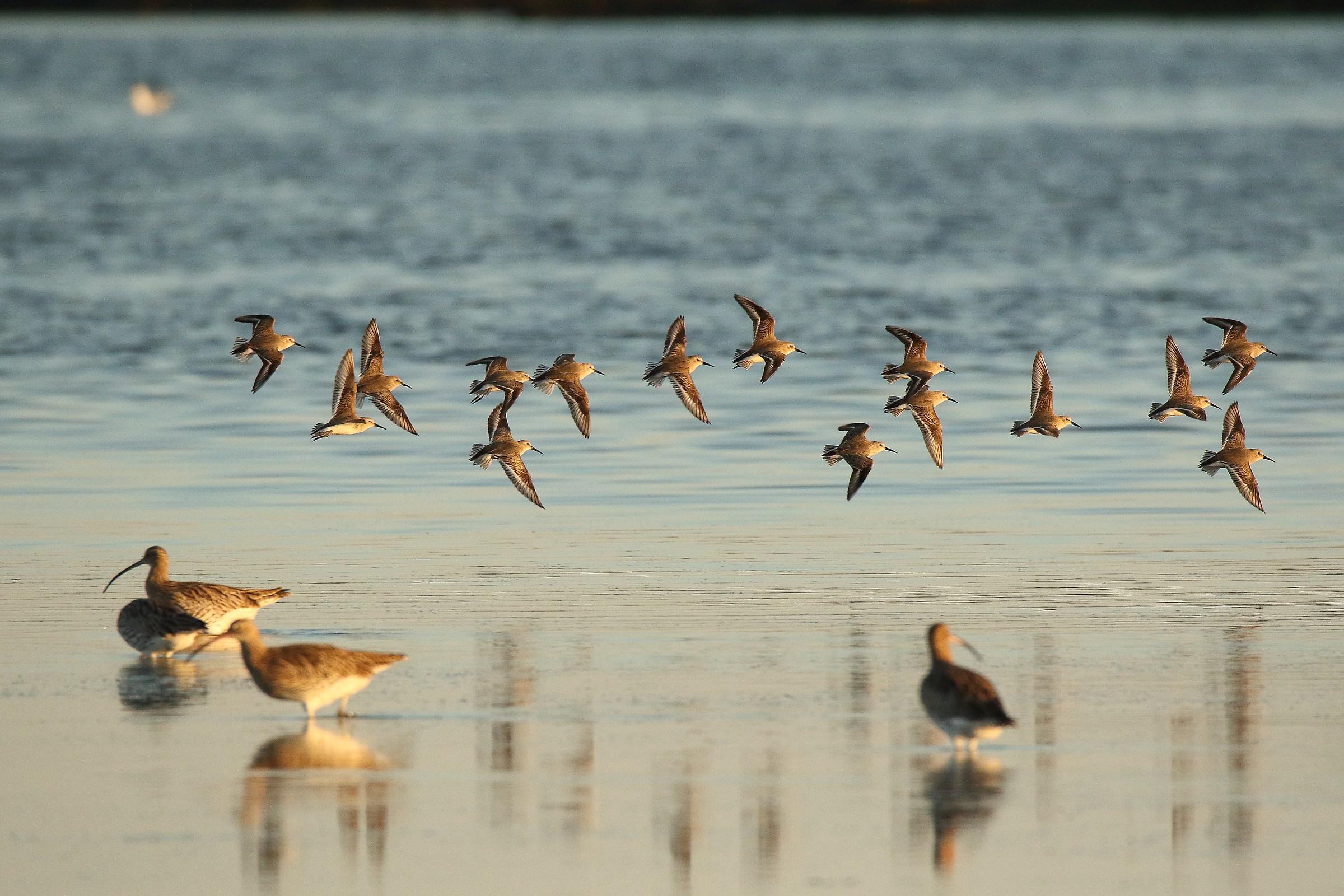 sandpipers