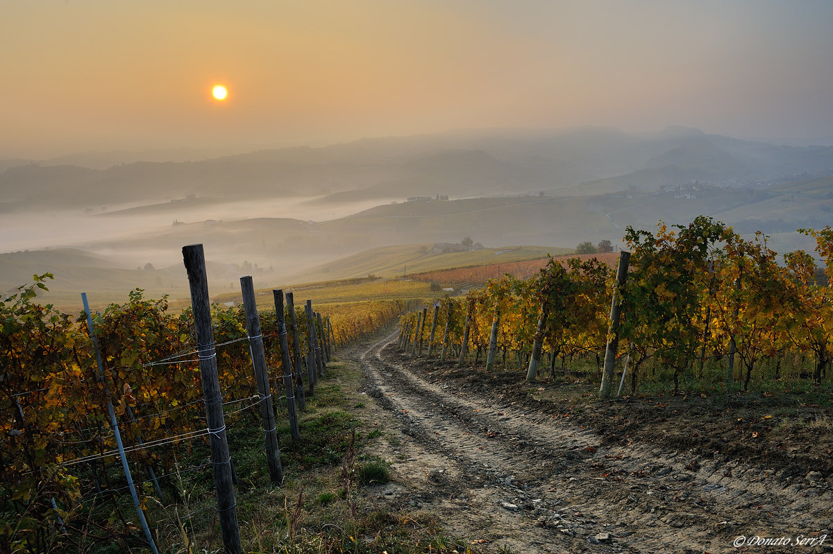 Vigneti nei pressi di La Morra