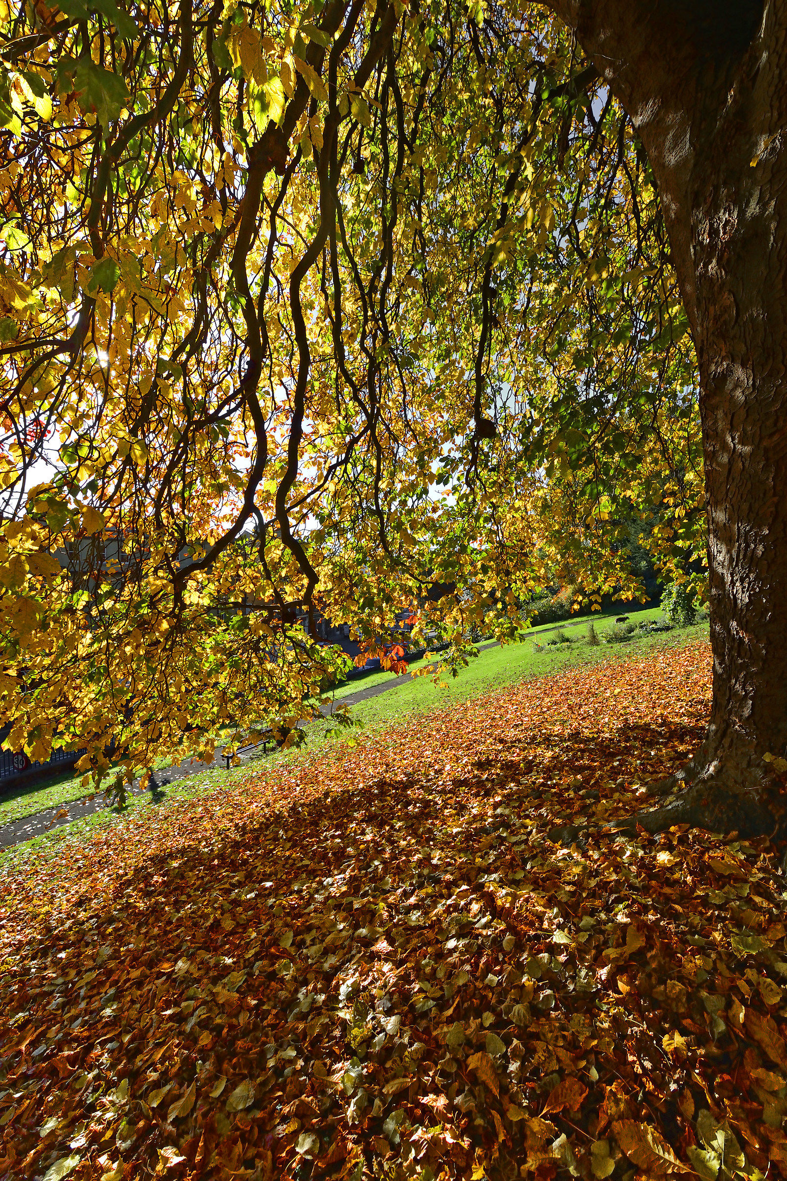 The Curtain (and Carpet) of Colour!