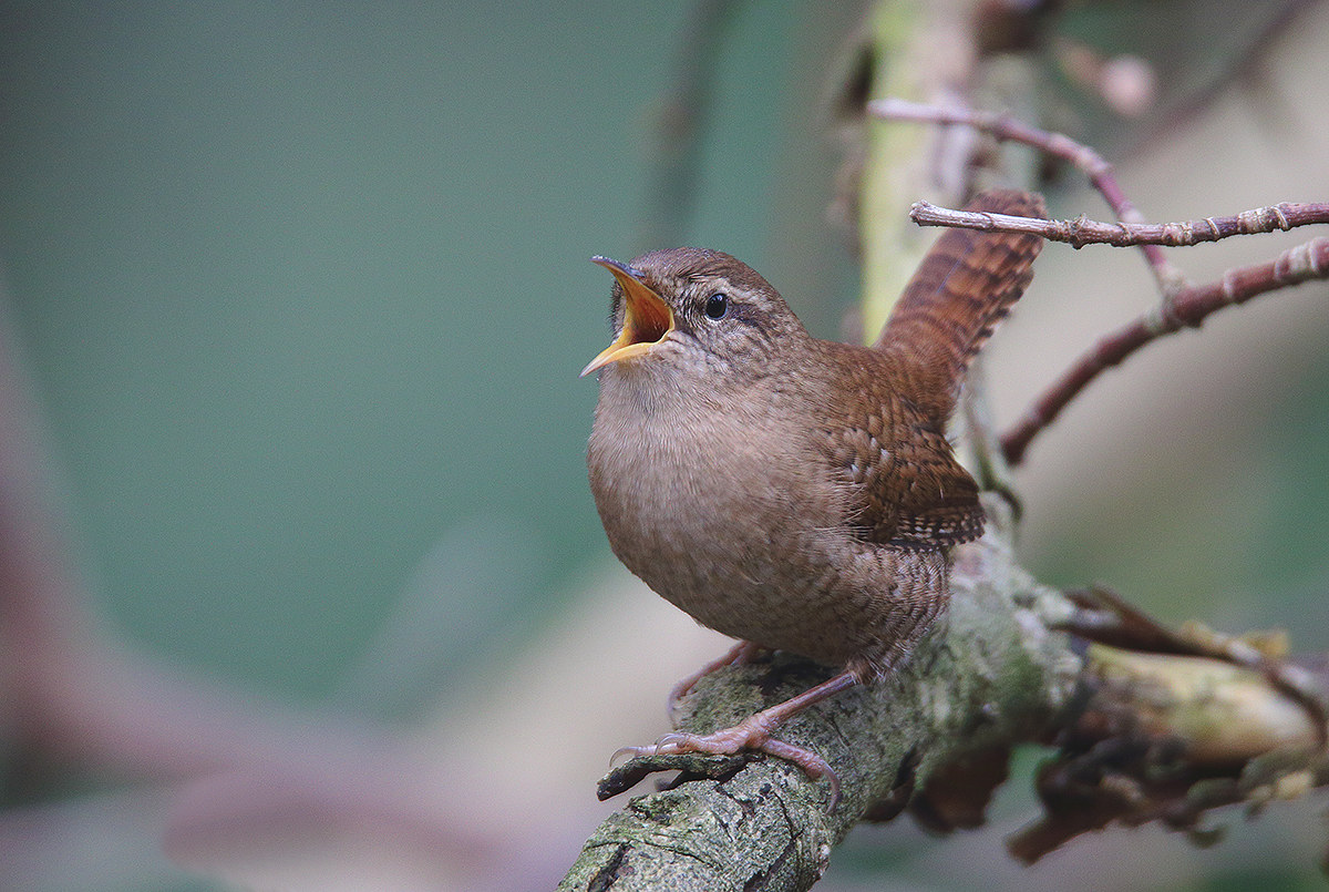 wren
