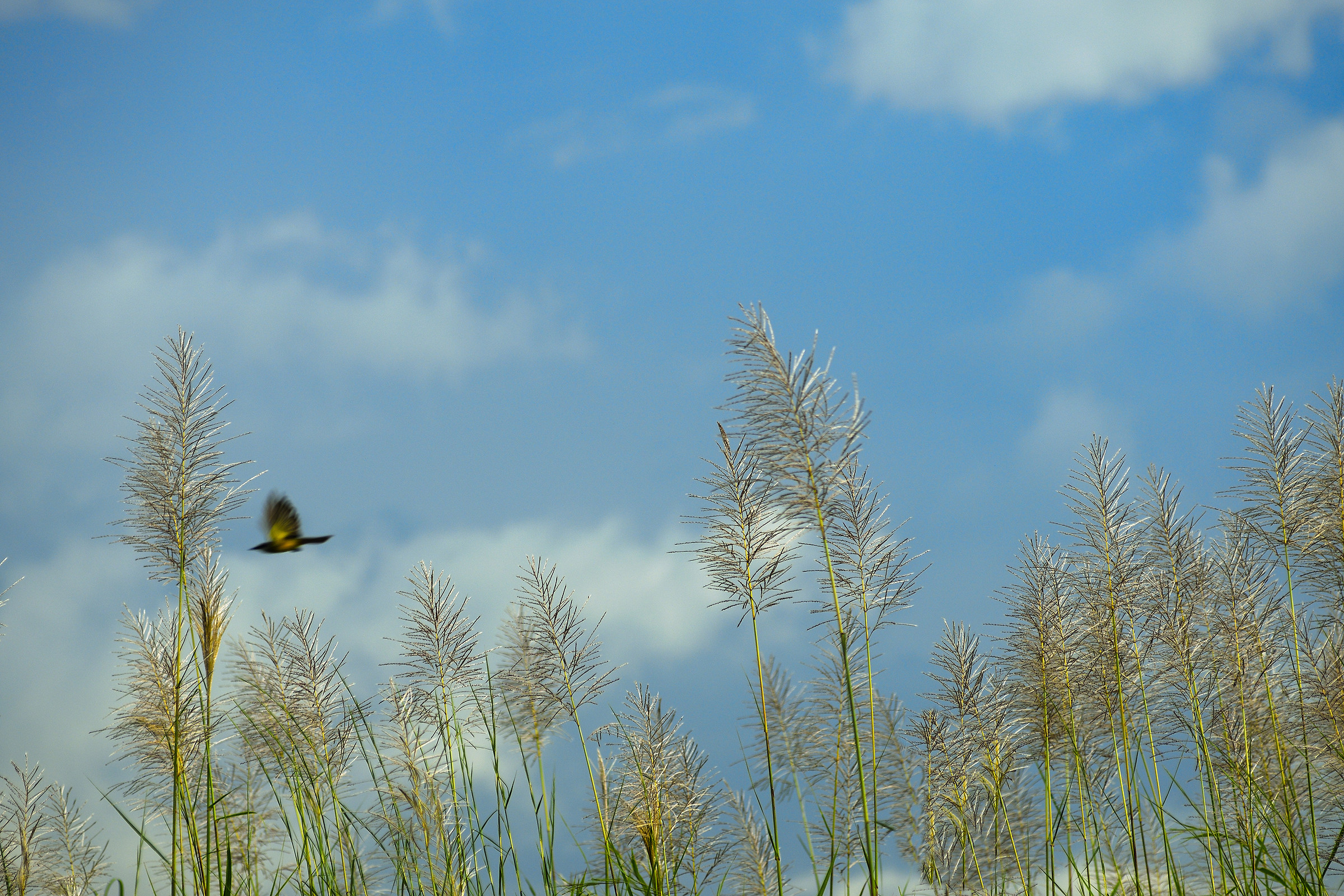 Il volo su fiori di canna da zucchero