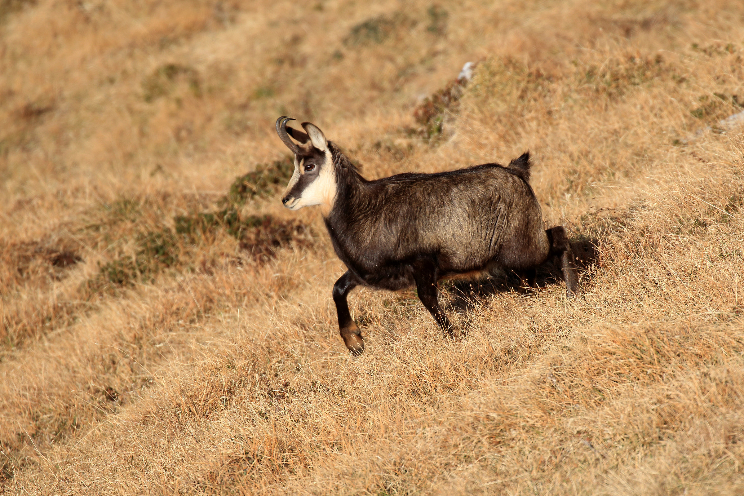 young suede surprised ...