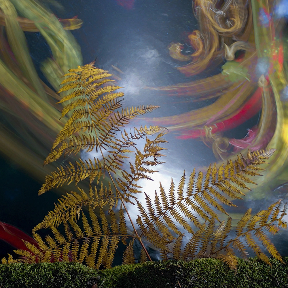 Fern with autumn leaves on the Fiora River