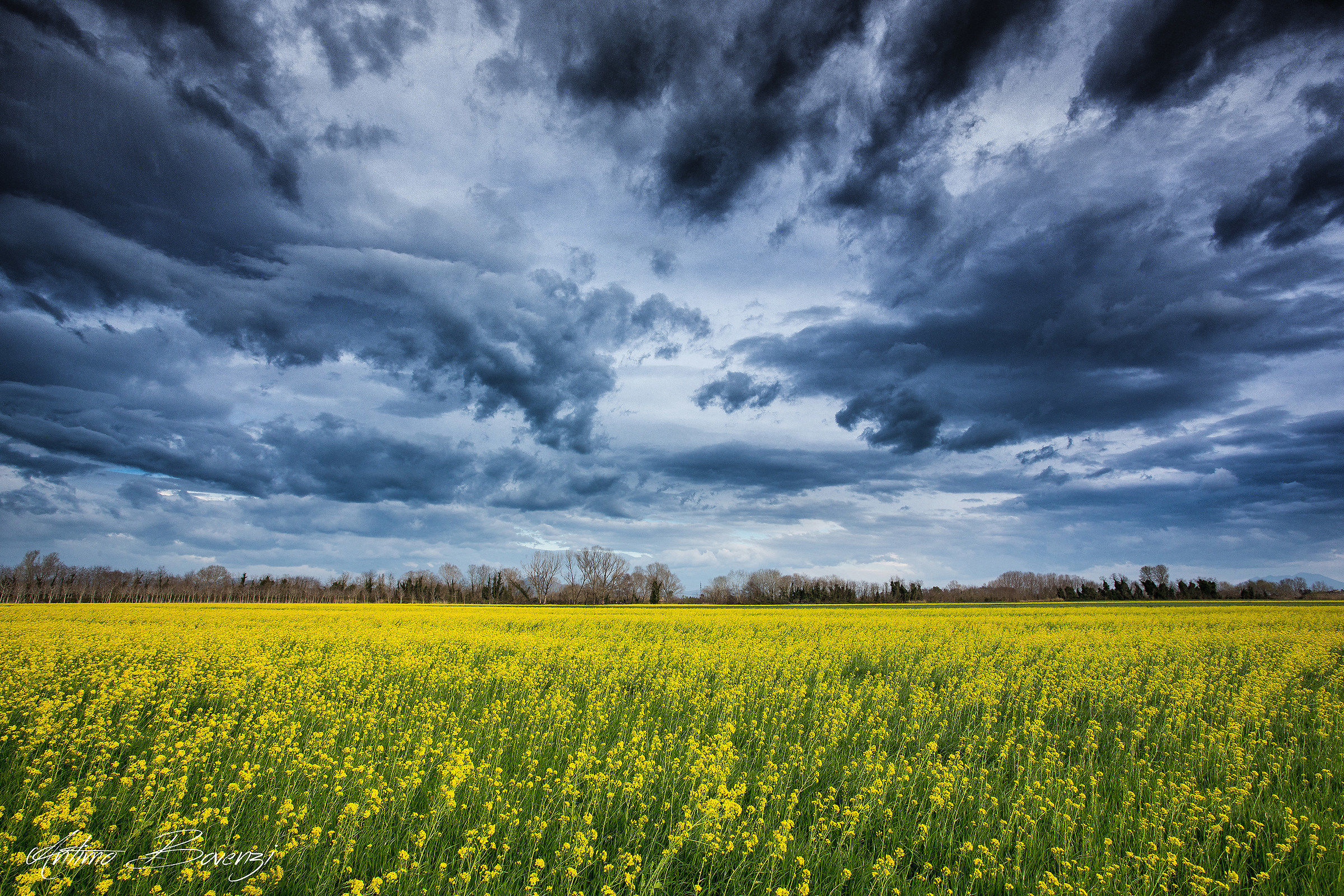 Field of flowers