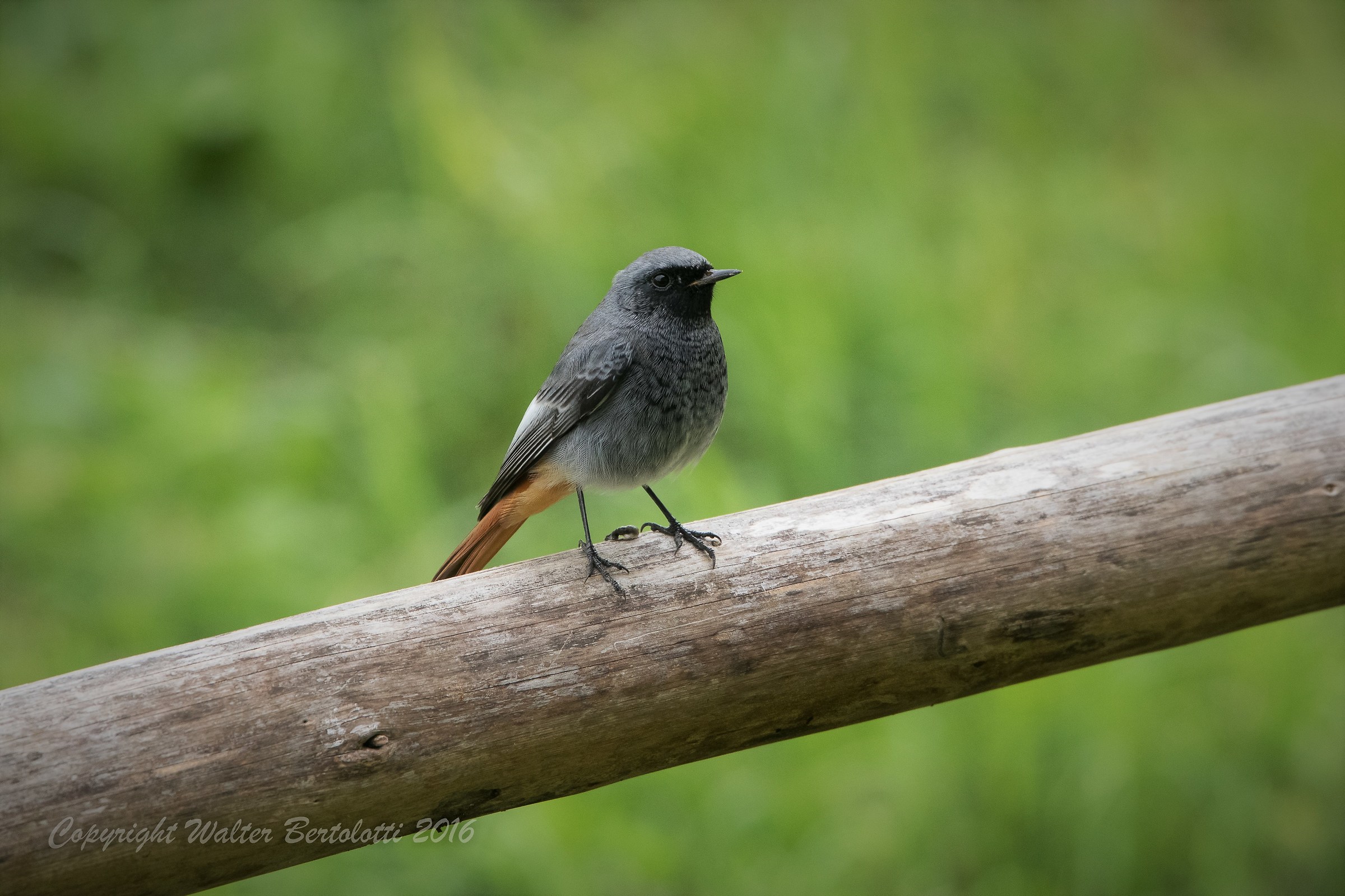 Phoenicurus ochruros (Codirosso spazzacamino)