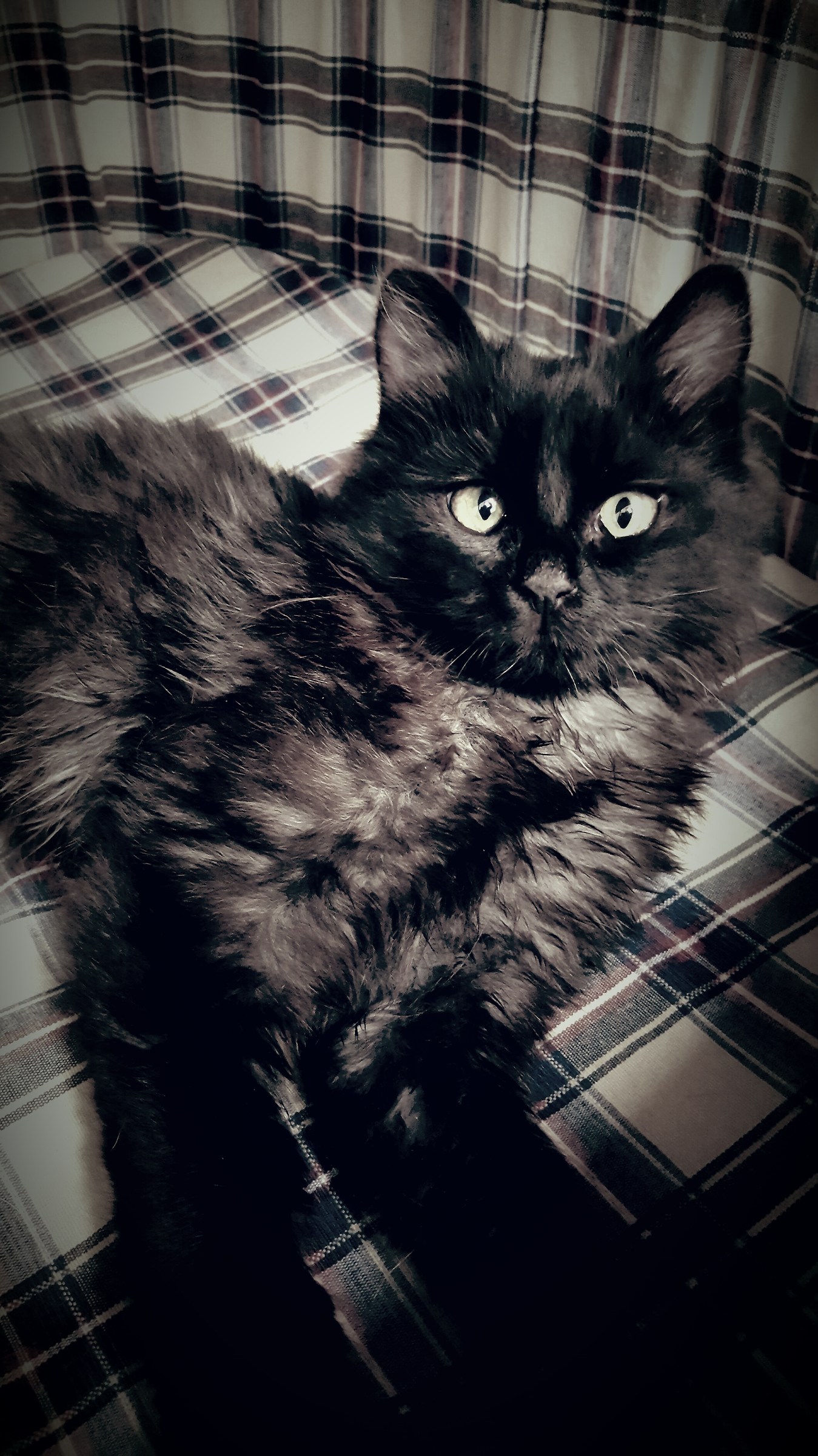 Morticia, 4 months old, abandoned and invested