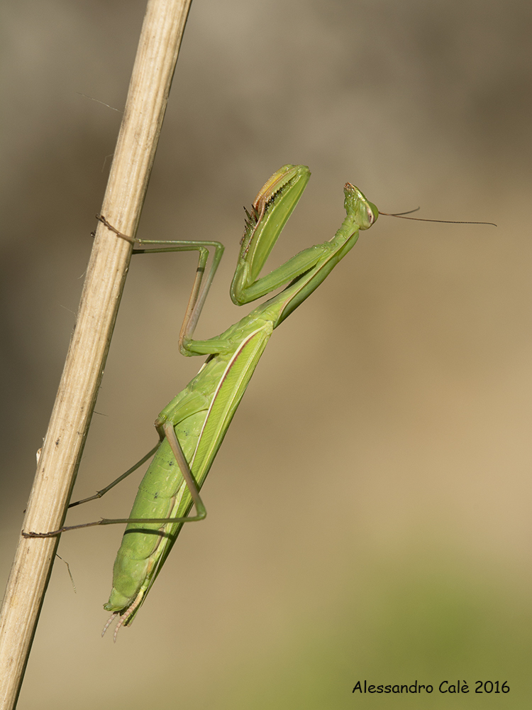 Mantis religiosa (Mantide religiosa) 8103