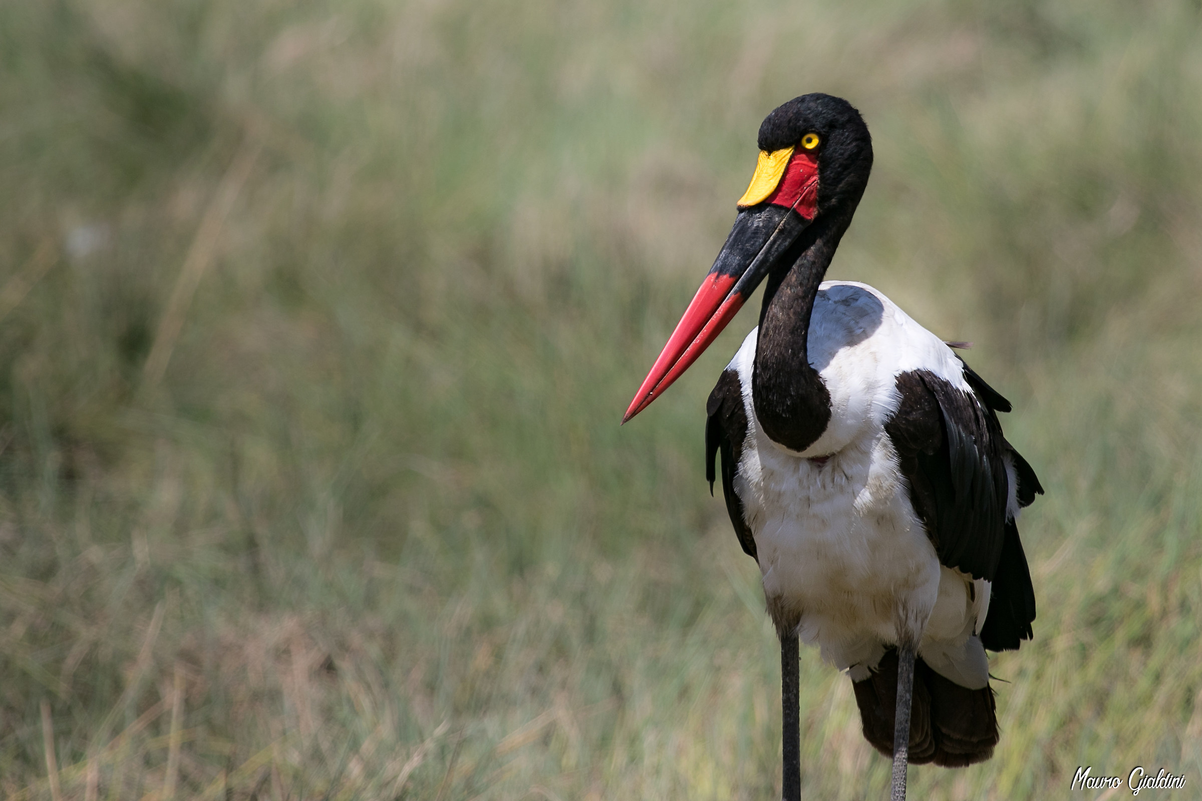 Becco a sella africano