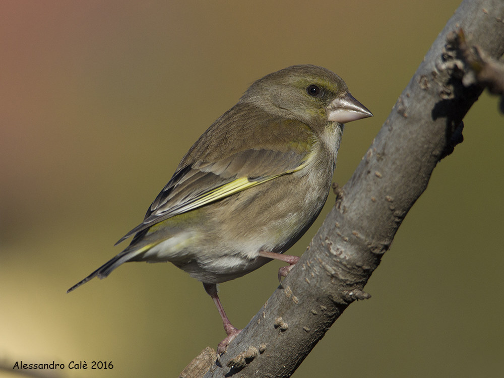 Carduelis chloris (Verdone) 1429