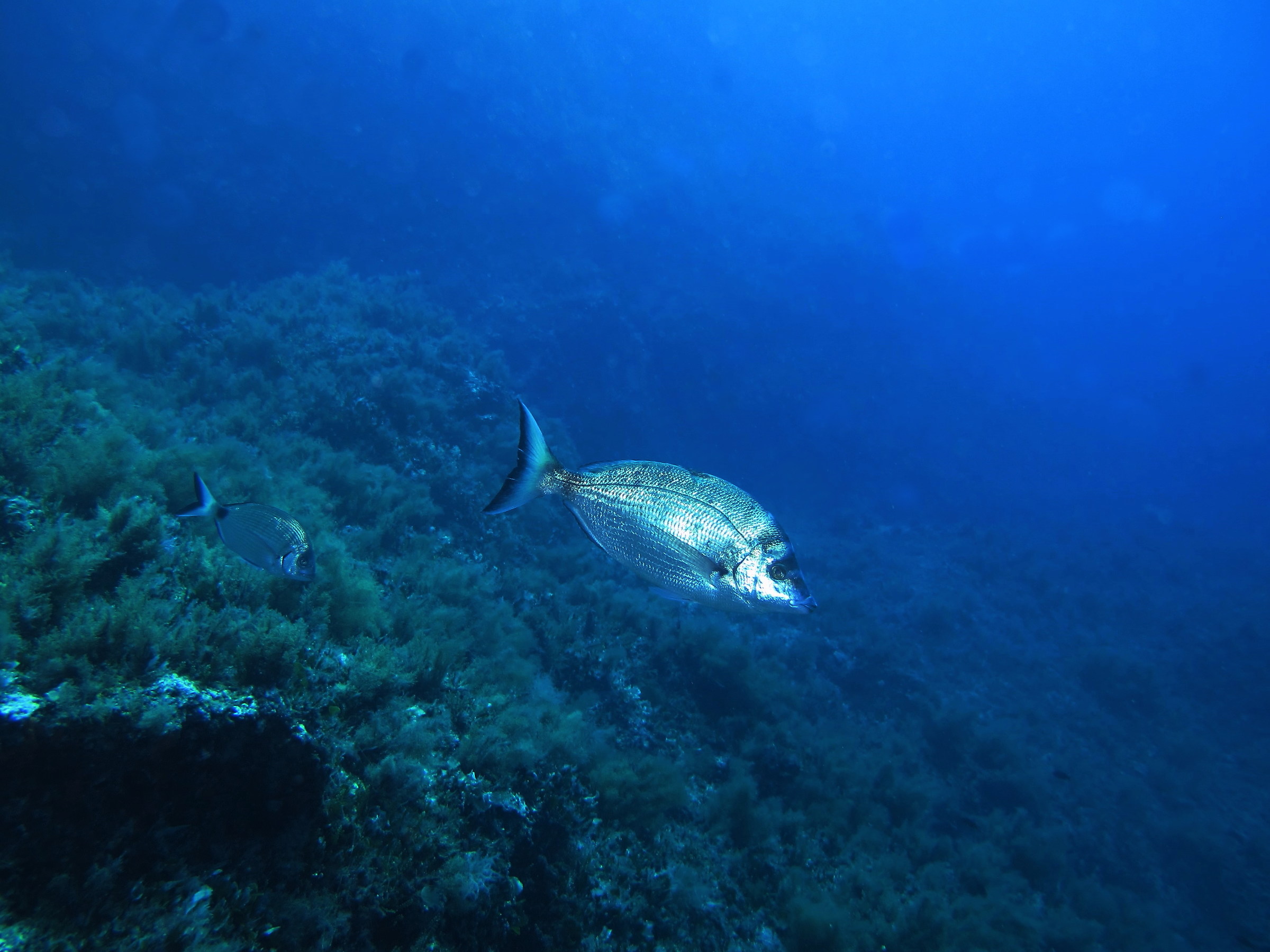 Sarago pizzuto. Giannutri, Punta Secca