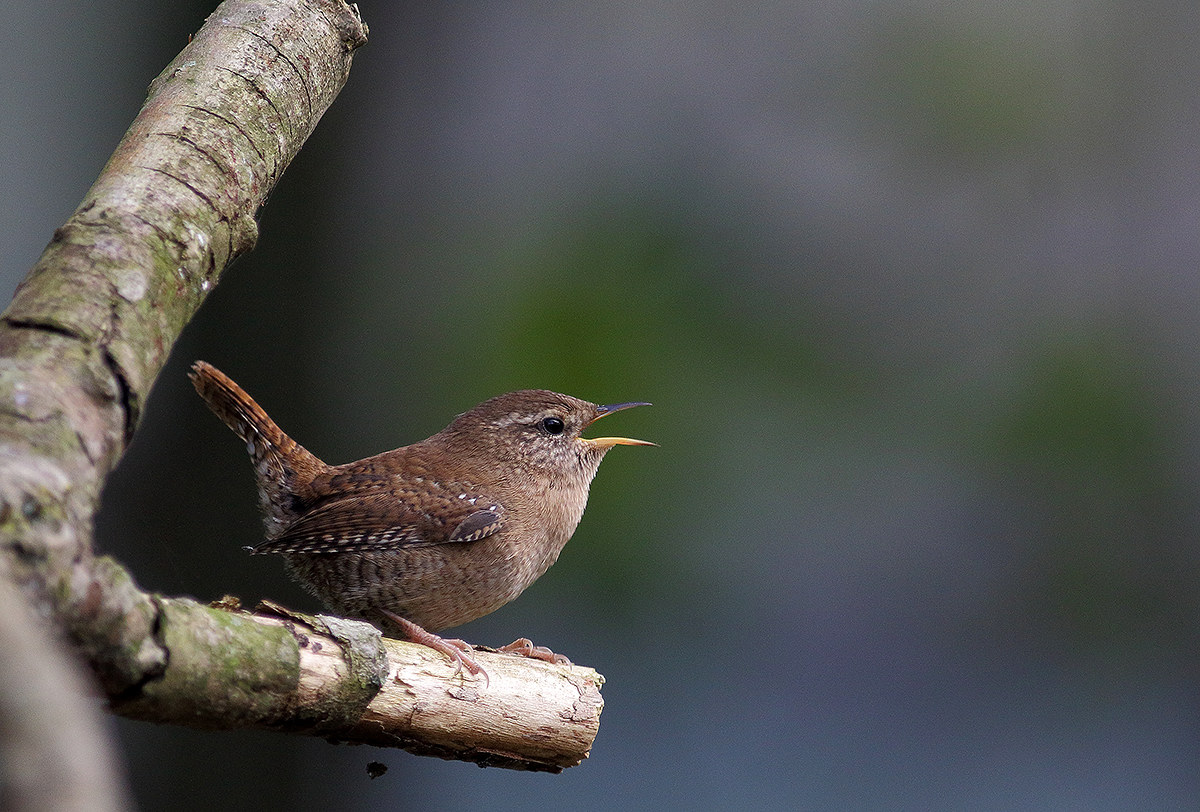 wren singing