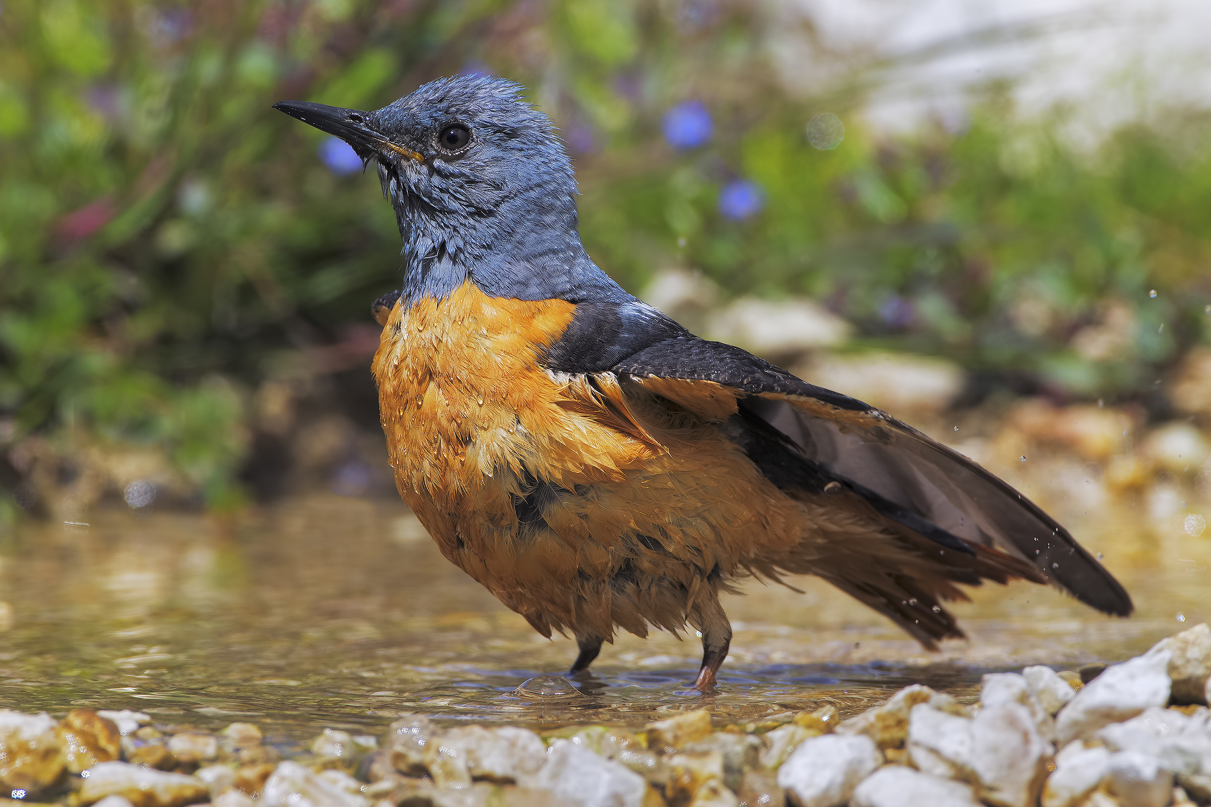male redstart in dress