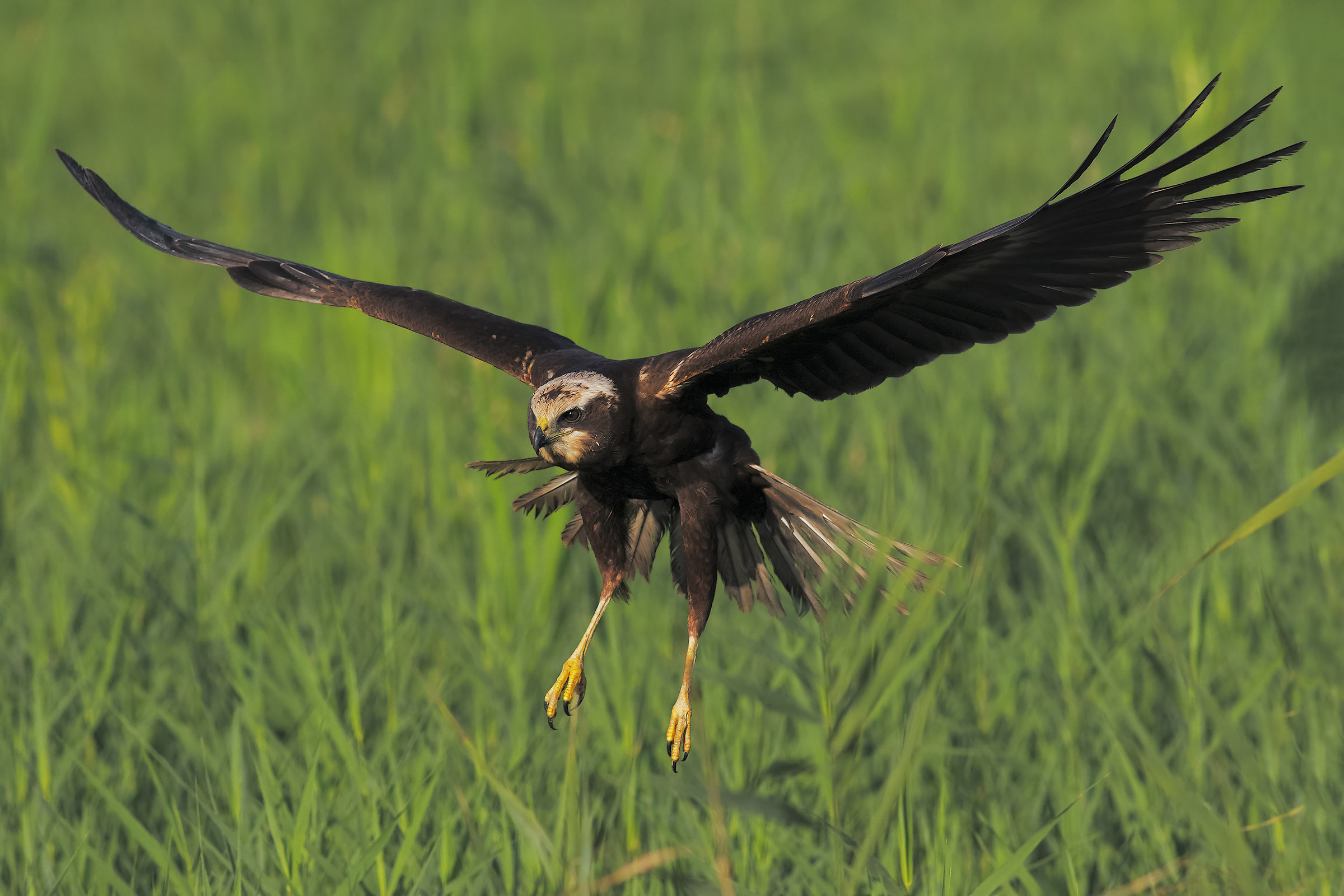 Marsh harrier