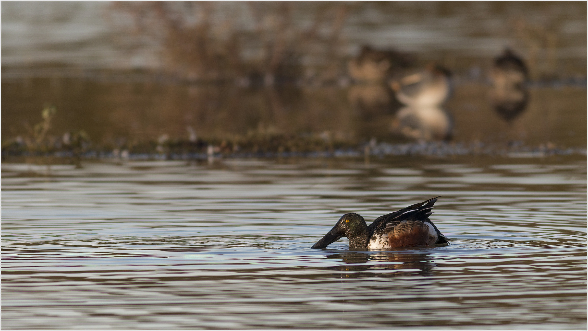 Shoveler autumn colors