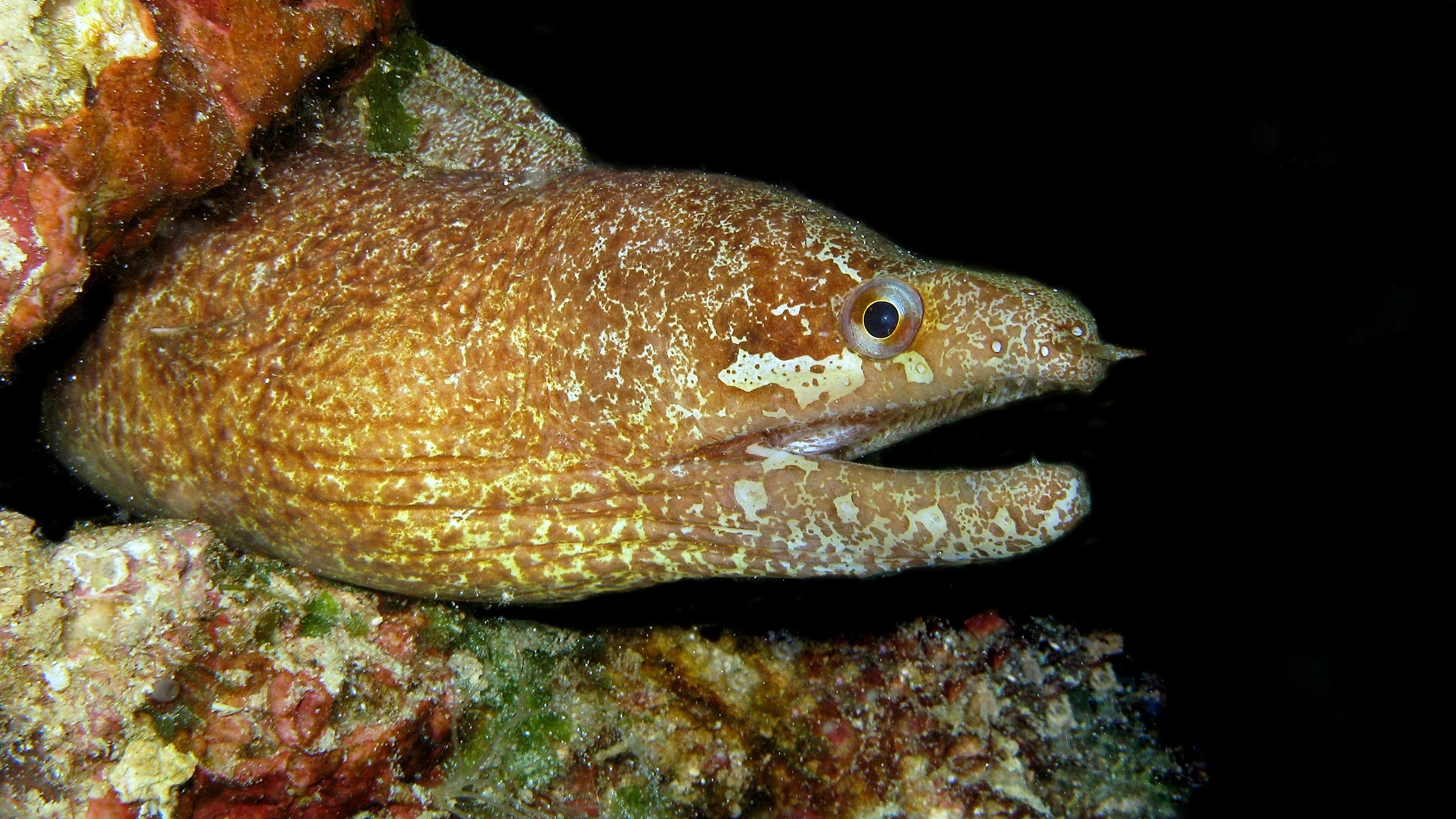 Gymnothorax zonipectis