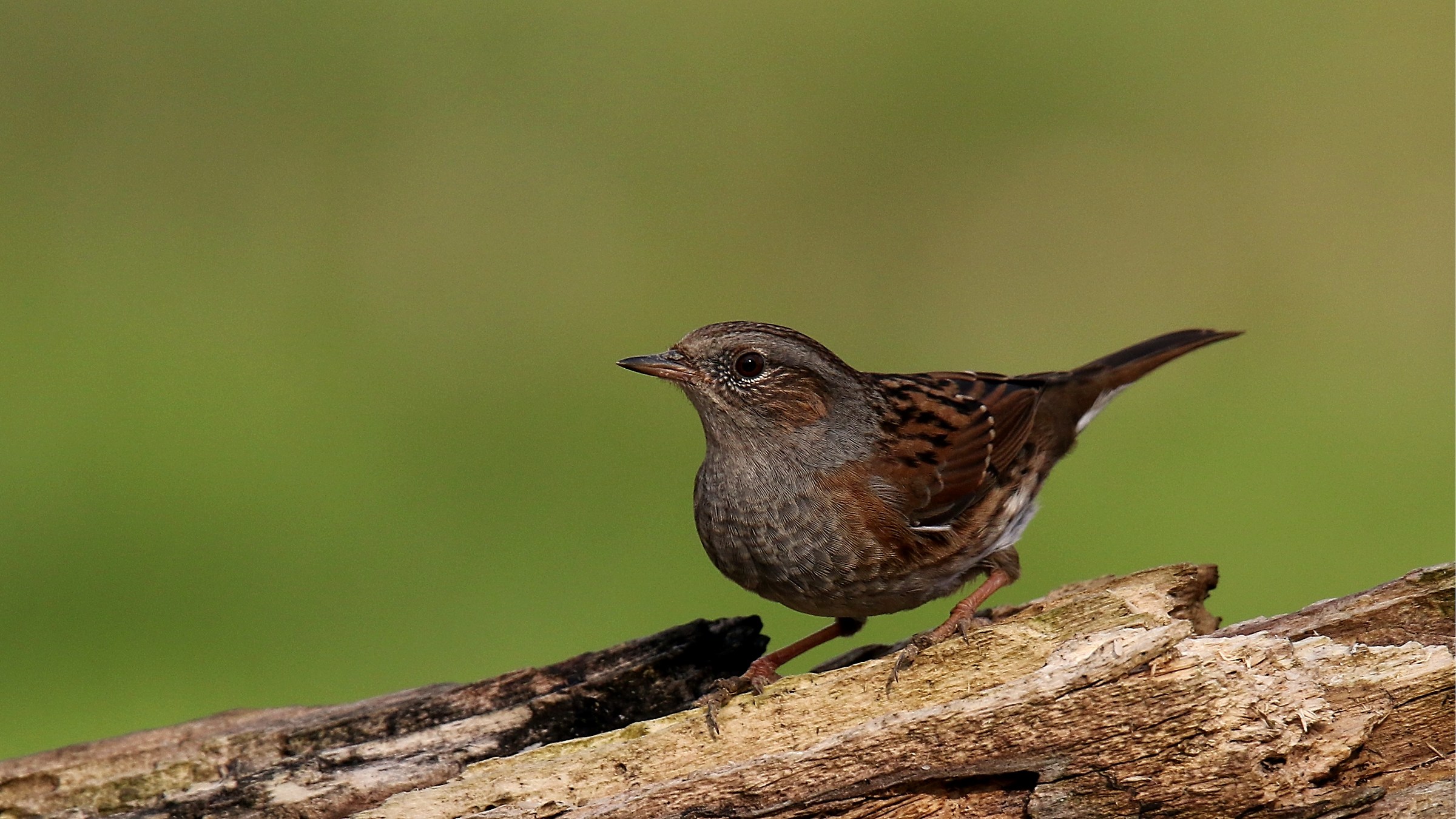 dunnock