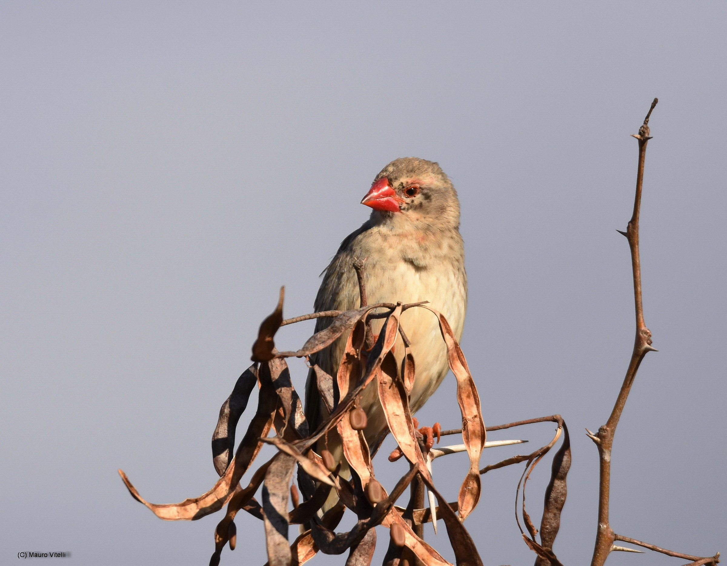 Red-Billed Quelea (quelea quelea)