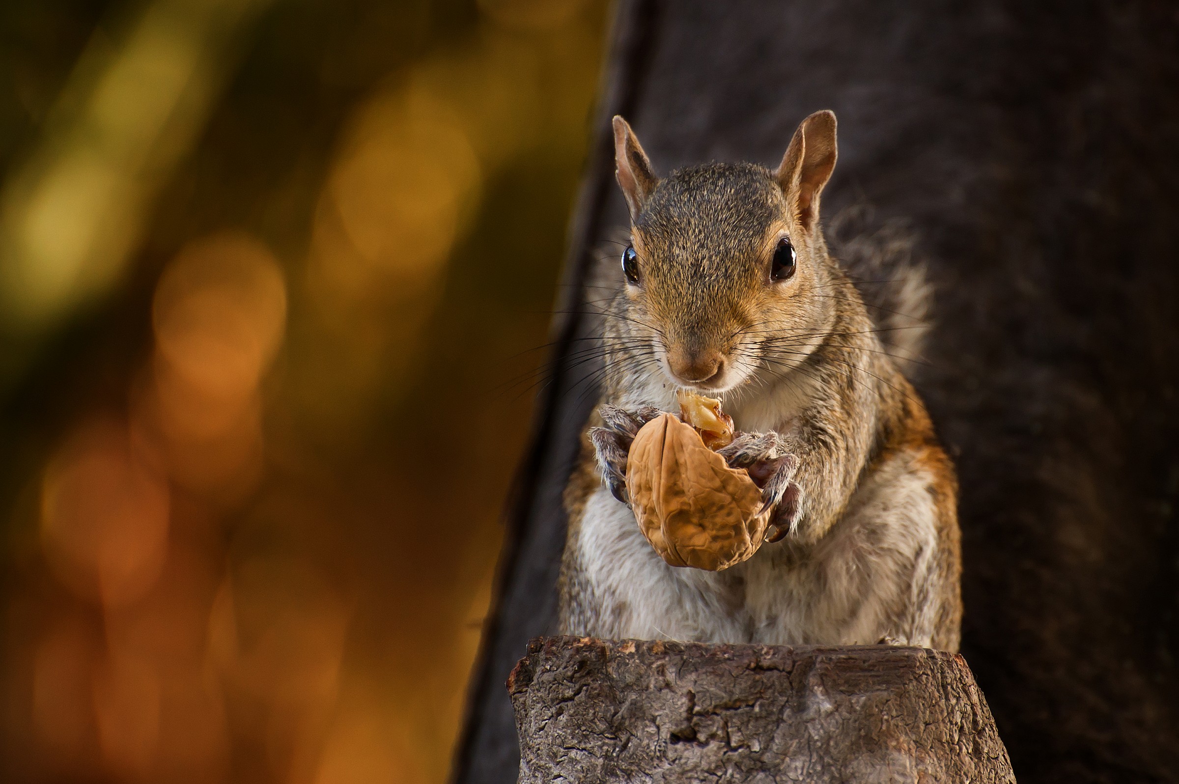 A nut to snack ..... .....
