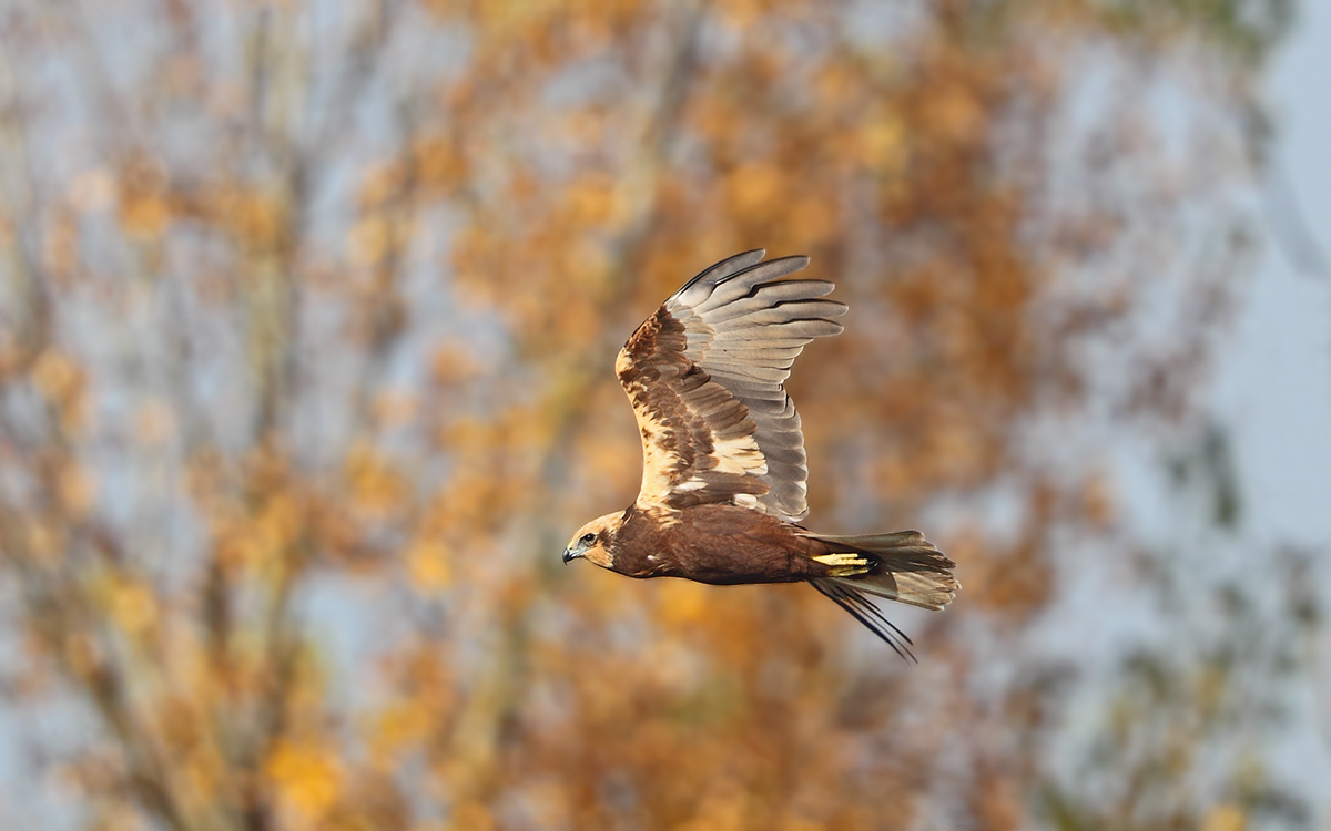 Falco di palude in volo